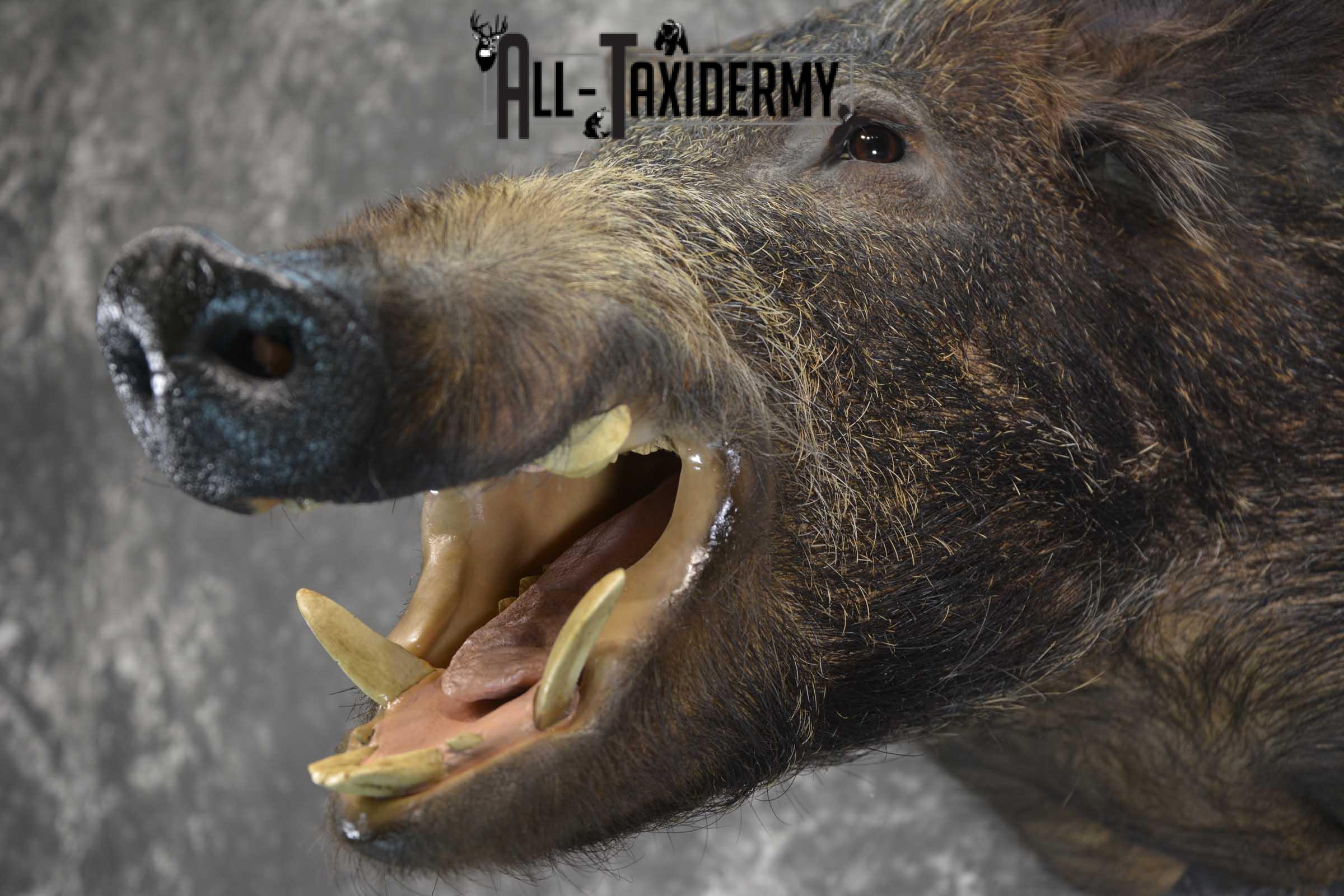 Russian Boar Taxidermy shoulder mount for sale SKU 1849 - Image 2