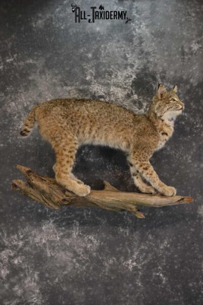 Full Body Bobcat taxidermy mount for sale SKU 1854