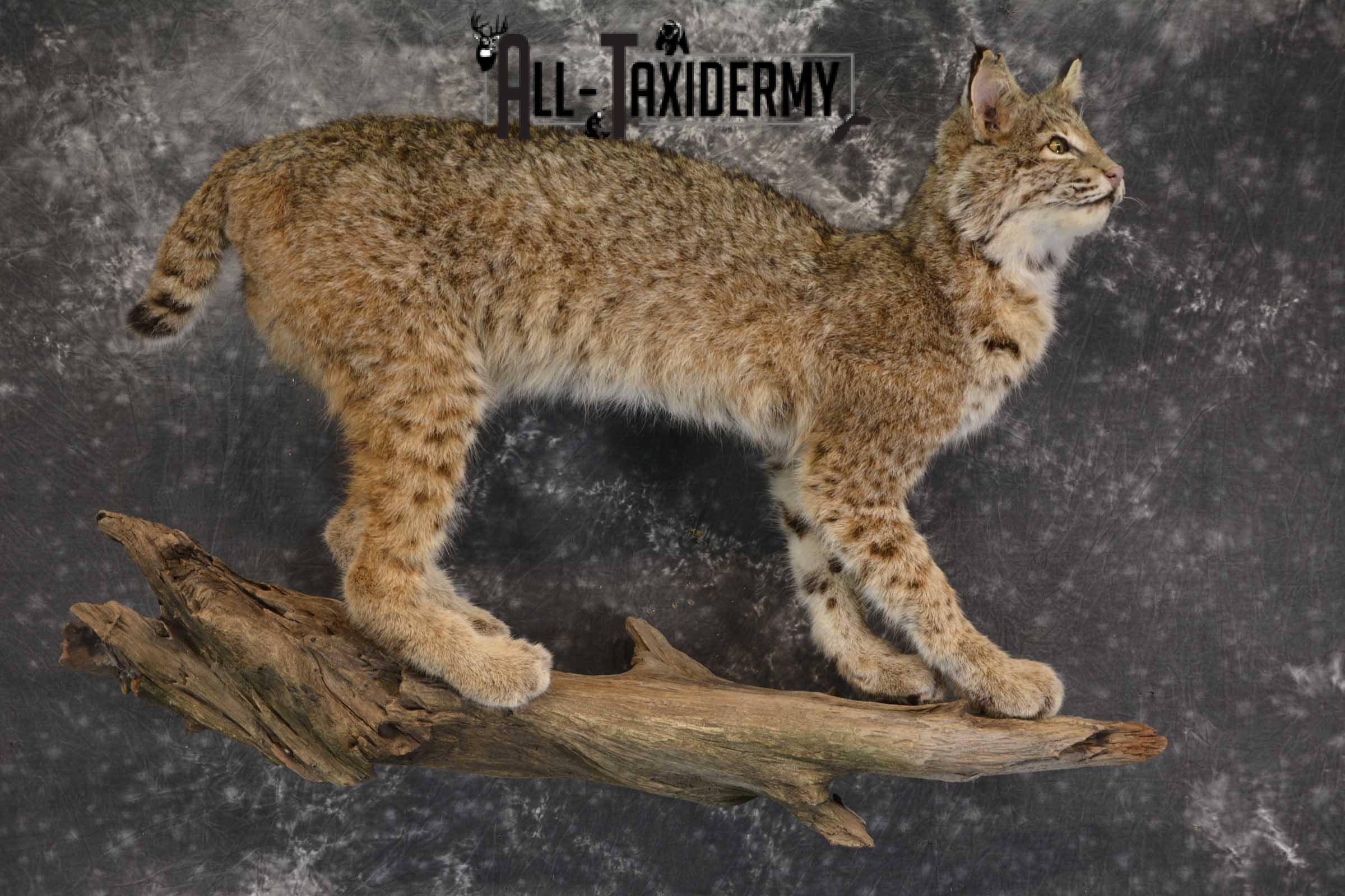 Full Body Bobcat taxidermy mount for sale SKU 1854 - Image 6