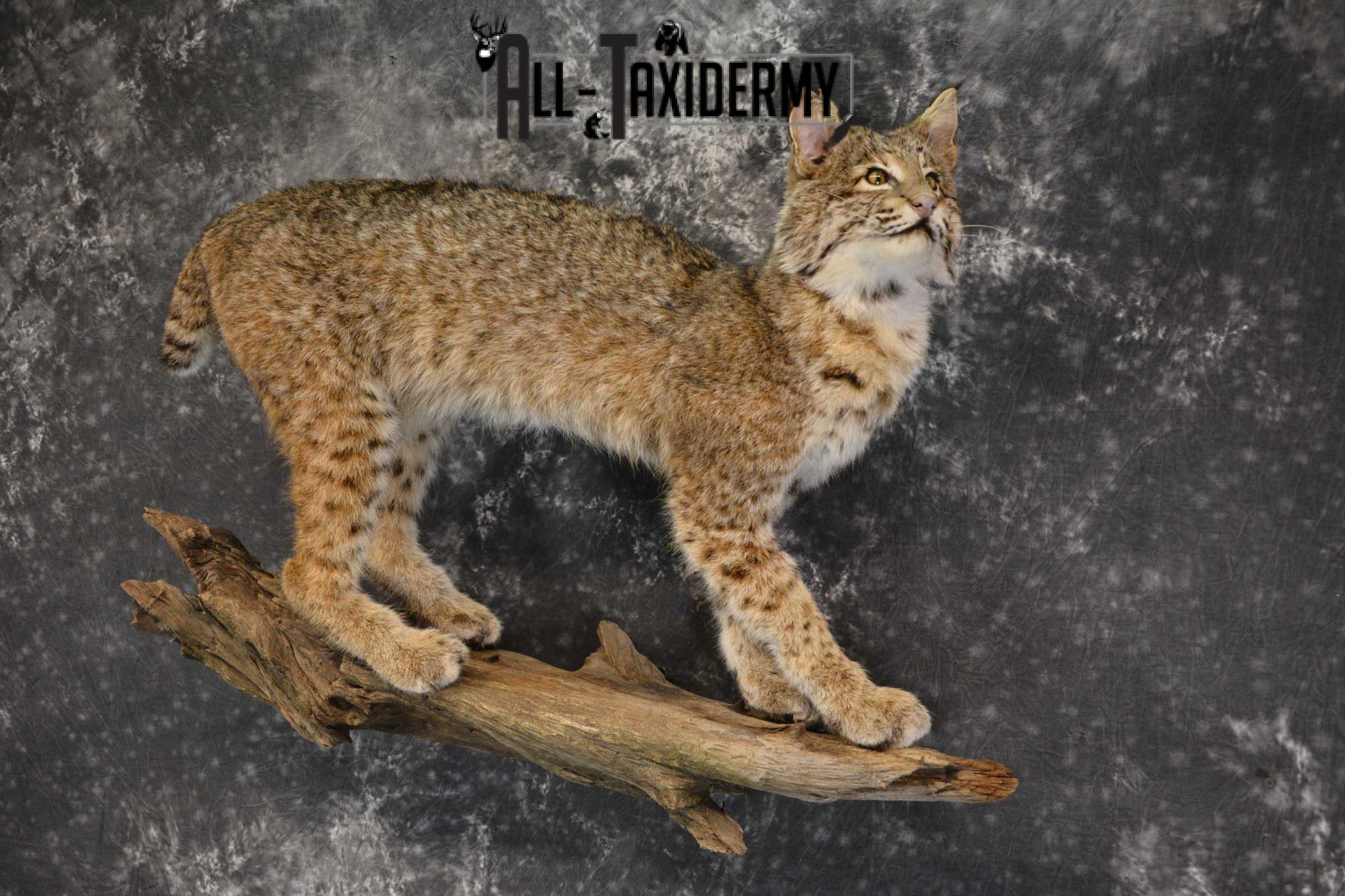 Full Body Bobcat taxidermy mount for sale SKU 1854 - All Taxidermy