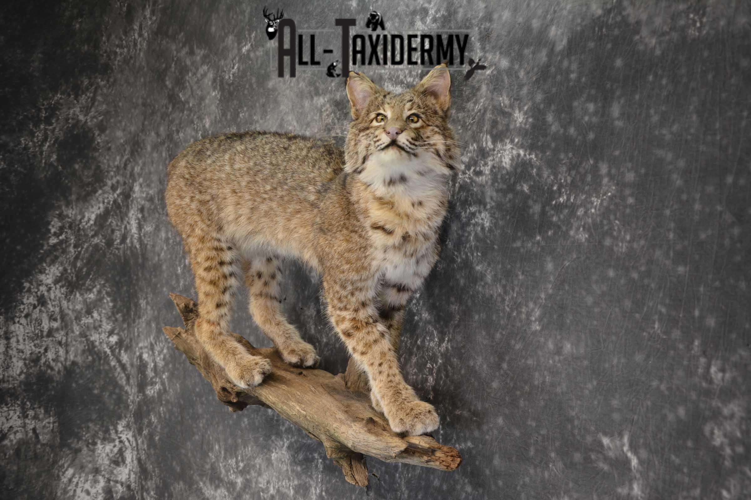 Full Body Bobcat taxidermy mount for sale SKU 1854 - Image 4