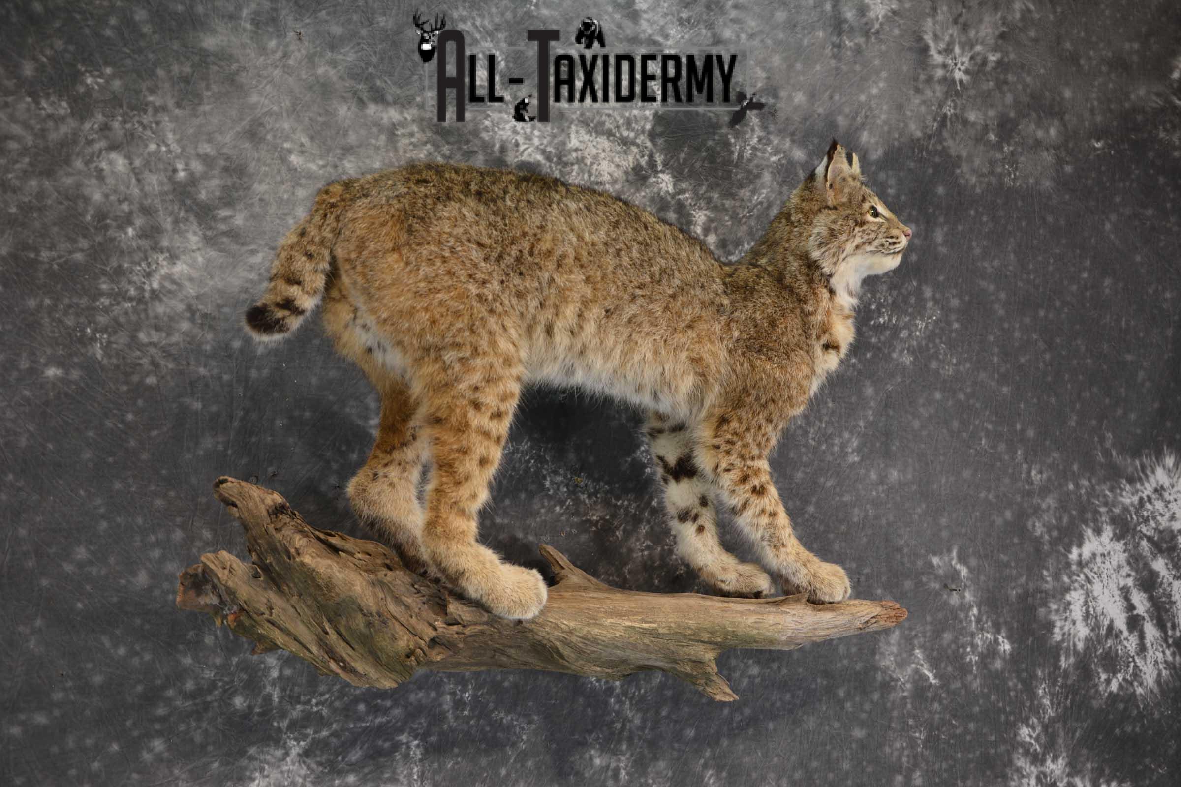Full Body Bobcat taxidermy mount for sale SKU 1854 - Image 3