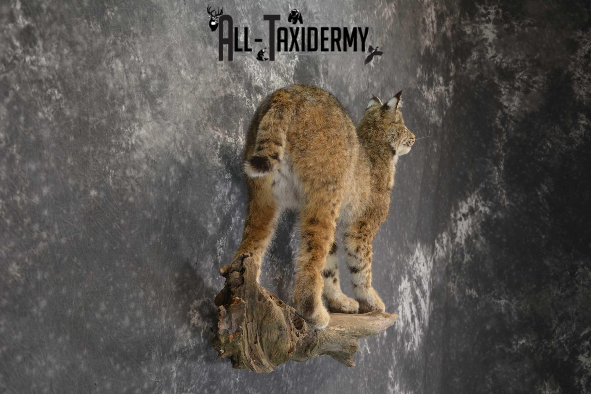 Full Body Bobcat taxidermy mount for sale SKU 1854 - Image 2