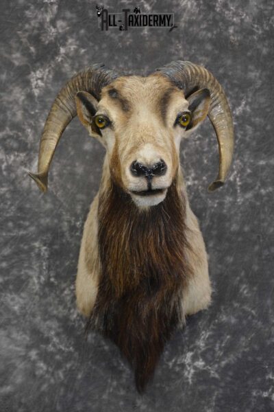 Corsican Ram taxidermy mount for sale SKU 1855
