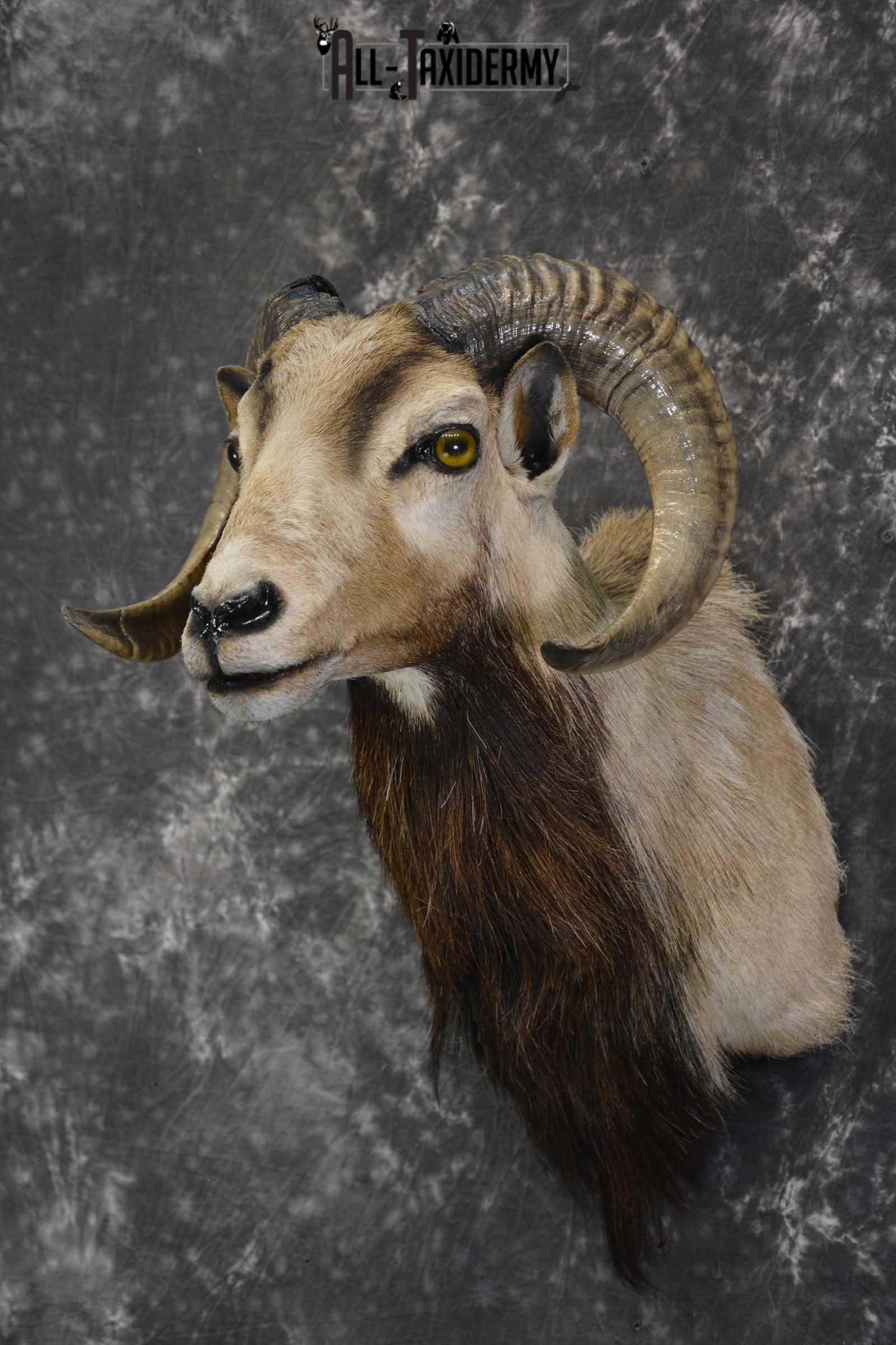 Corsican Ram taxidermy mount for sale SKU 1855 - Image 5