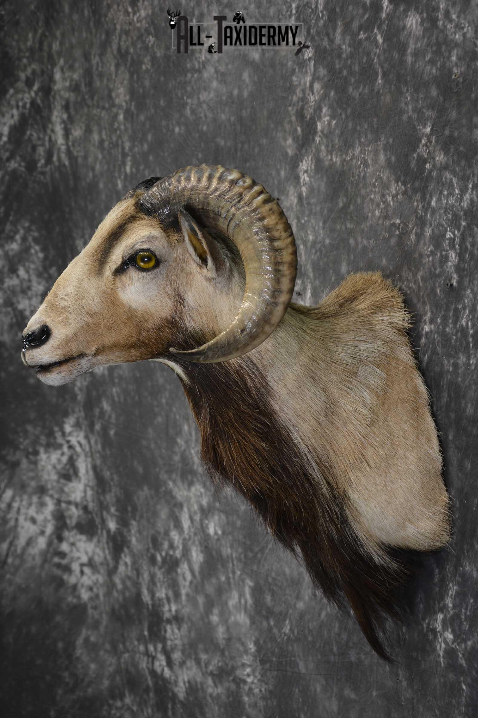 Corsican Ram taxidermy mount for sale SKU 1855 - Image 4