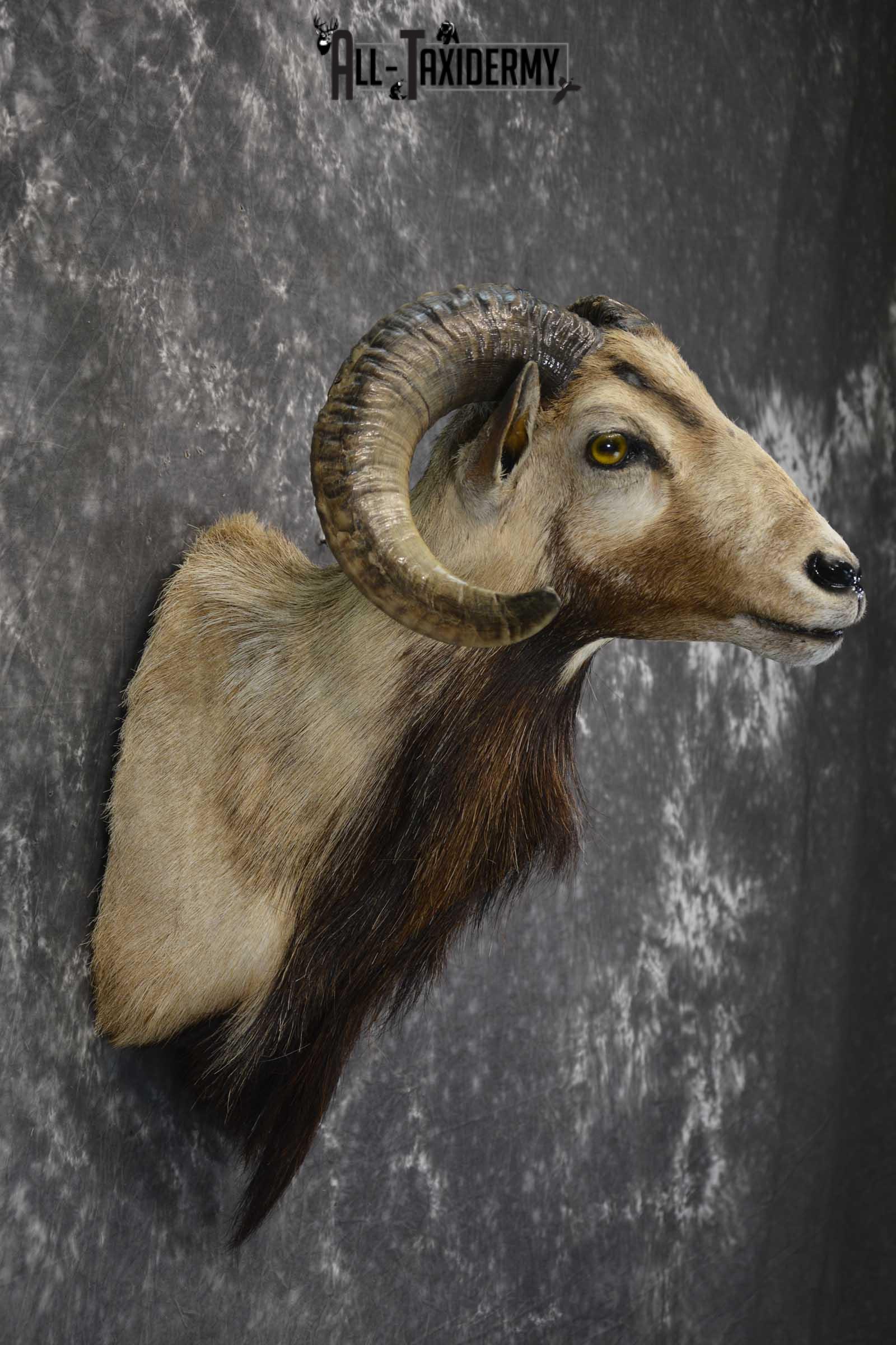 Corsican Ram taxidermy mount for sale SKU 1855 - Image 2
