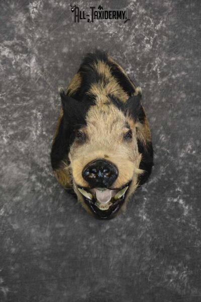 Wild Spotted Hog taxidermy shoulder mount for sale SKU 1861