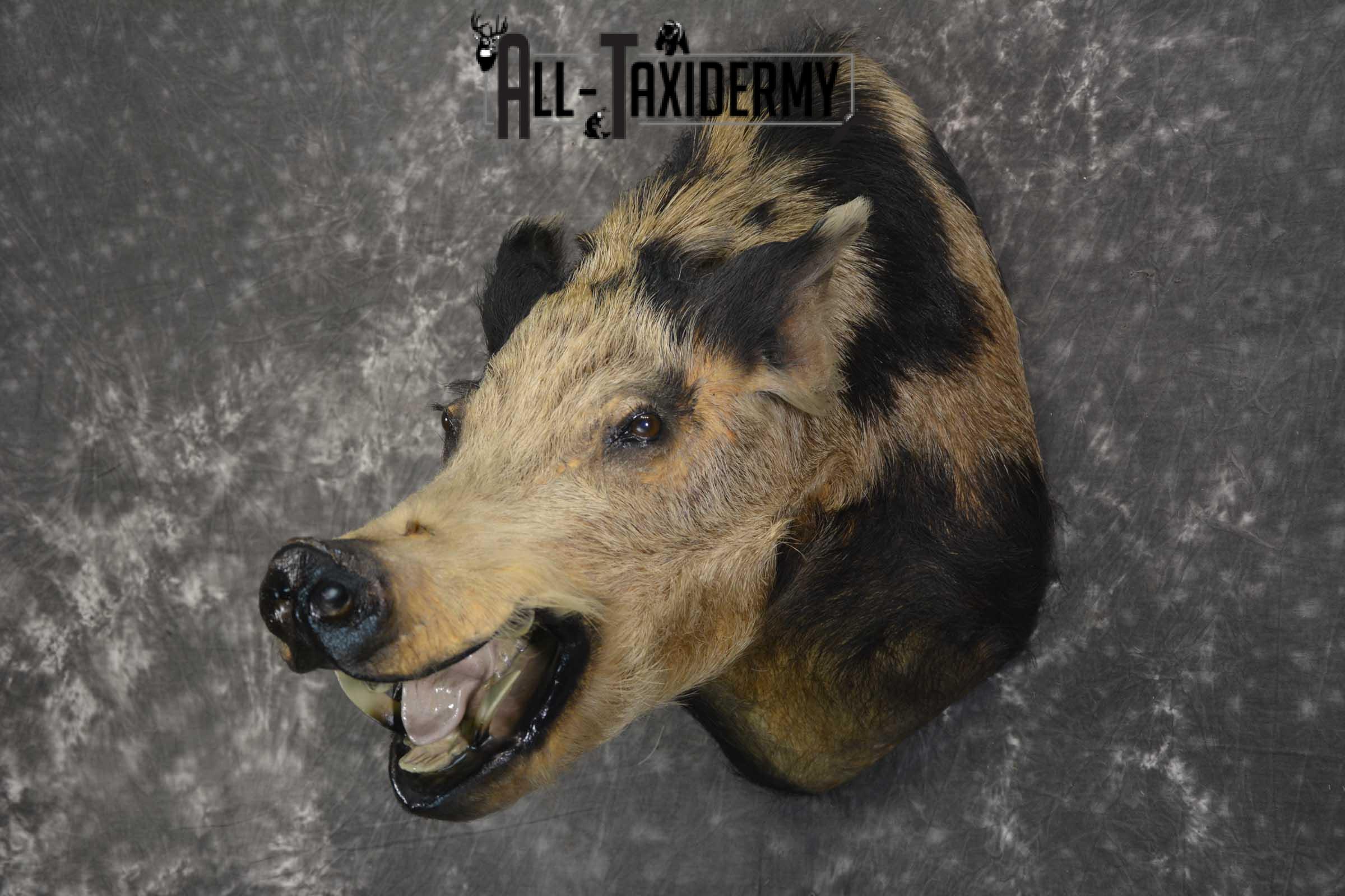 Wild Spotted Hog taxidermy shoulder mount for sale SKU 1861 - Image 5