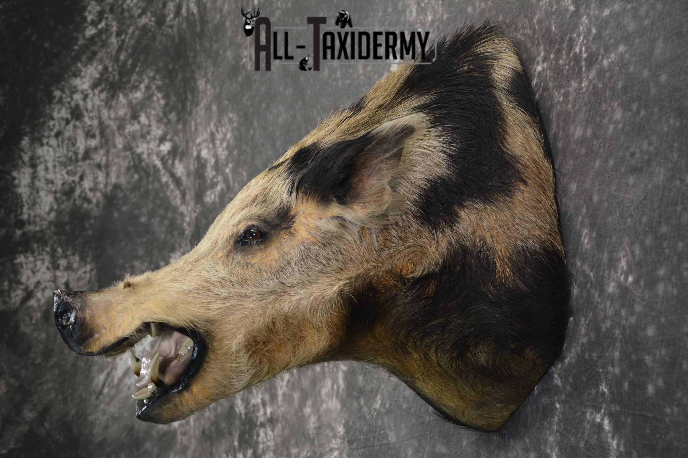 Wild Spotted Hog taxidermy shoulder mount for sale SKU 1861 - Image 4