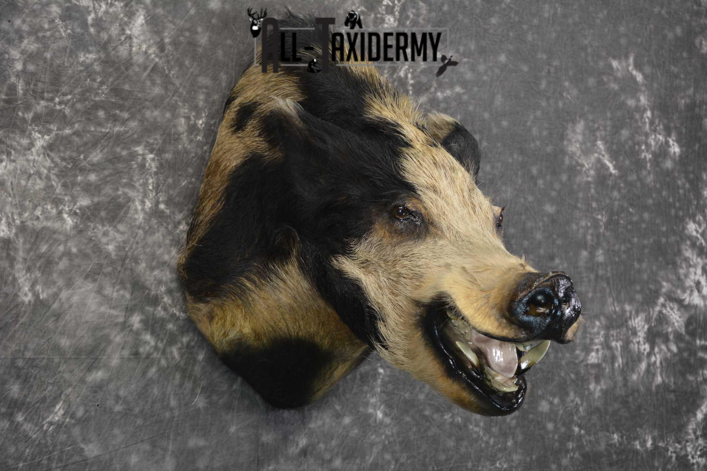 Wild Spotted Hog taxidermy shoulder mount for sale SKU 1861 - Image 3