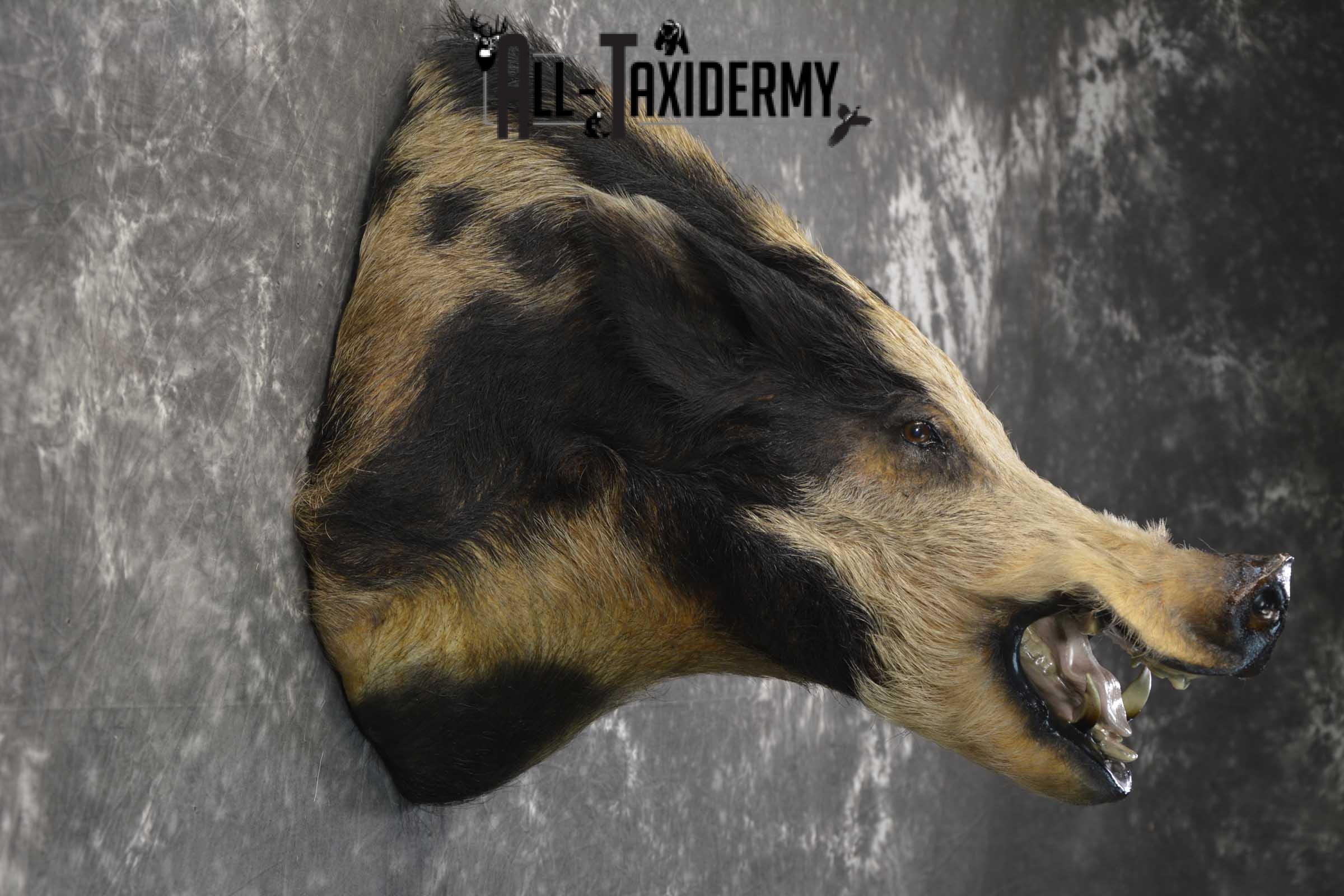 Wild Spotted Hog taxidermy shoulder mount for sale SKU 1861 - Image 2
