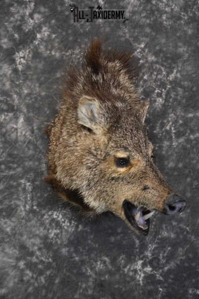 Javelina taxidermy shoulder mount SKU 1862