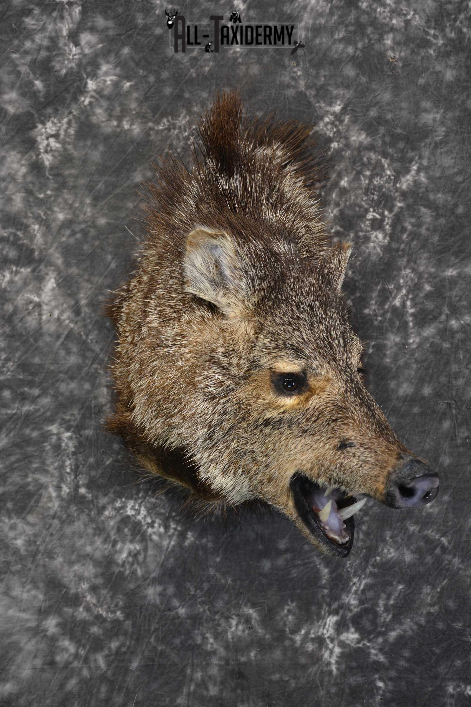 Javelina taxidermy shoulder mount SKU 1862