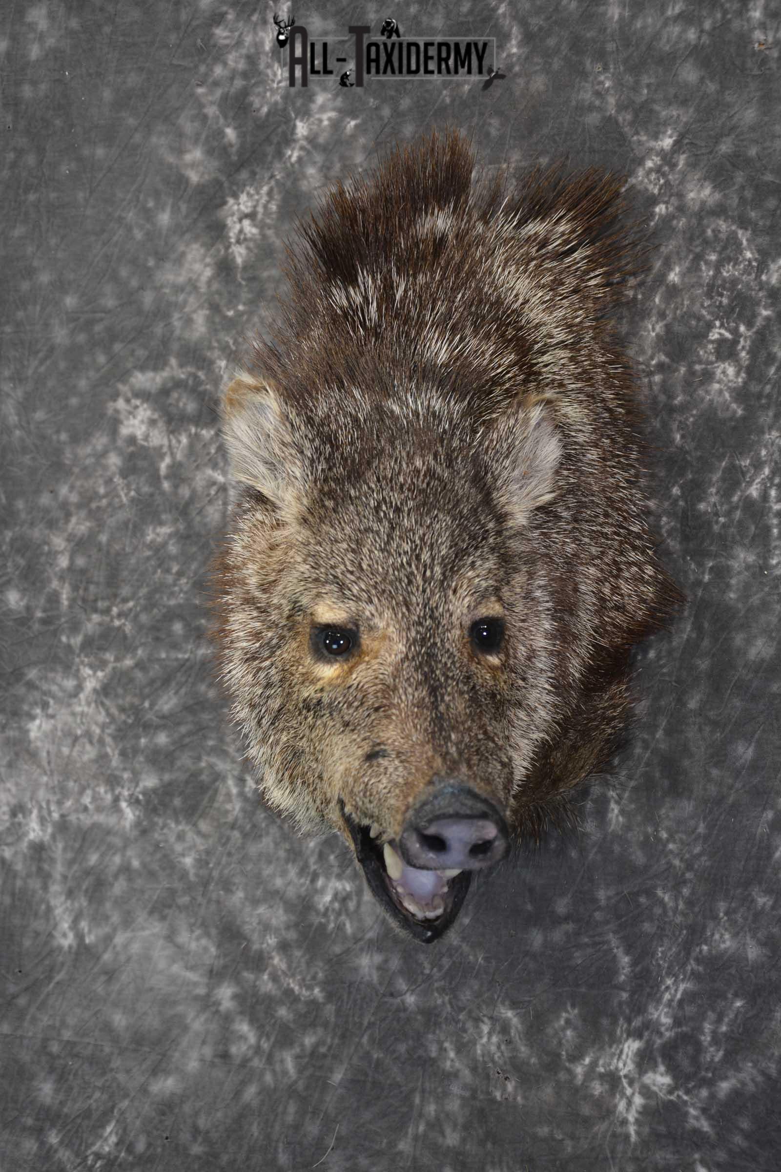 Javelina taxidermy shoulder mount SKU 1862 - Image 7