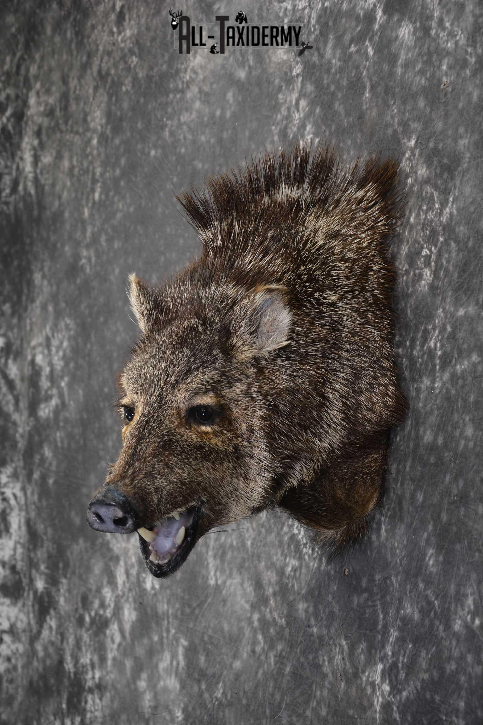 Javelina taxidermy shoulder mount SKU 1862 - Image 6