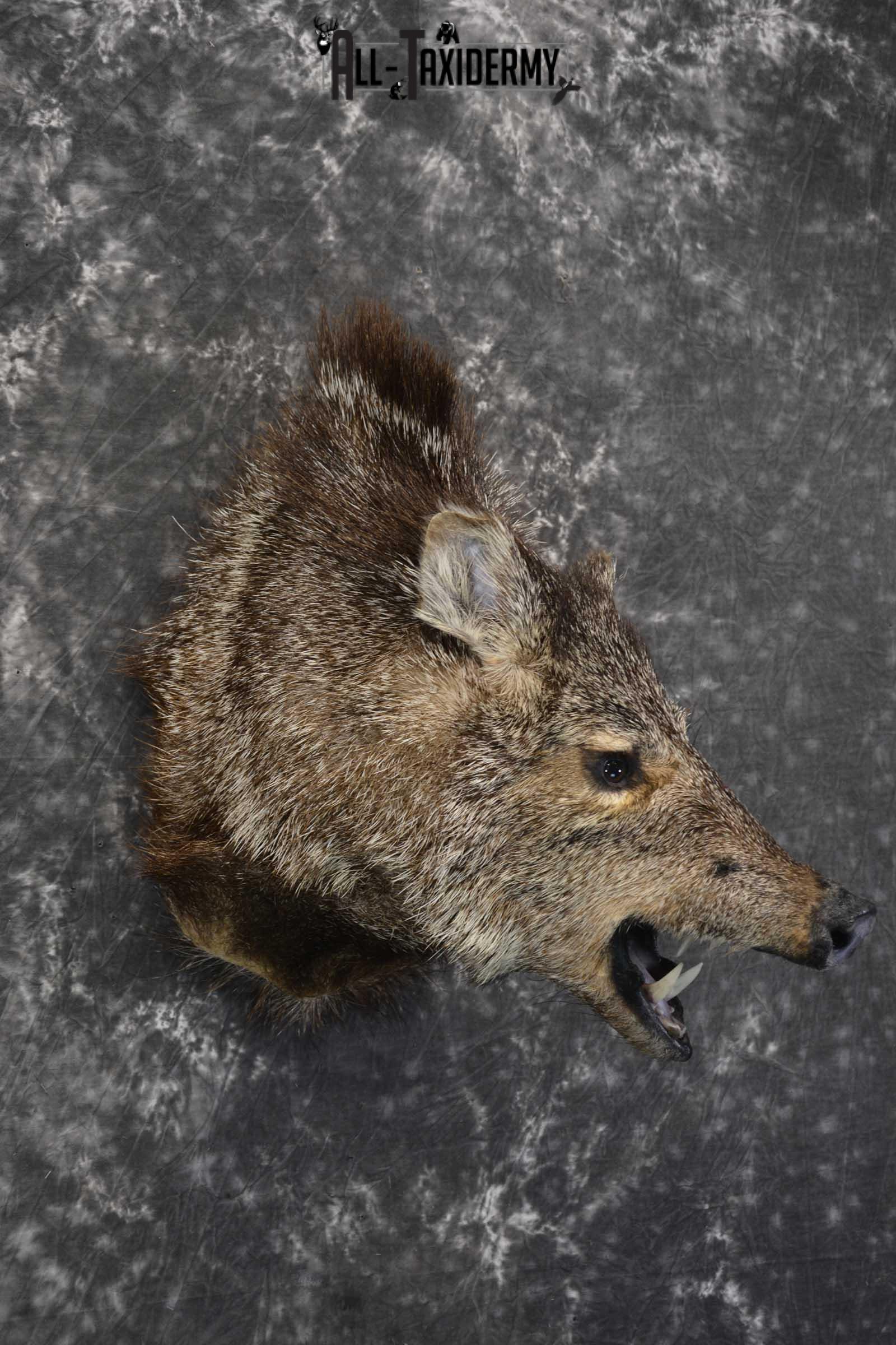 Javelina taxidermy shoulder mount SKU 1862 - Image 5