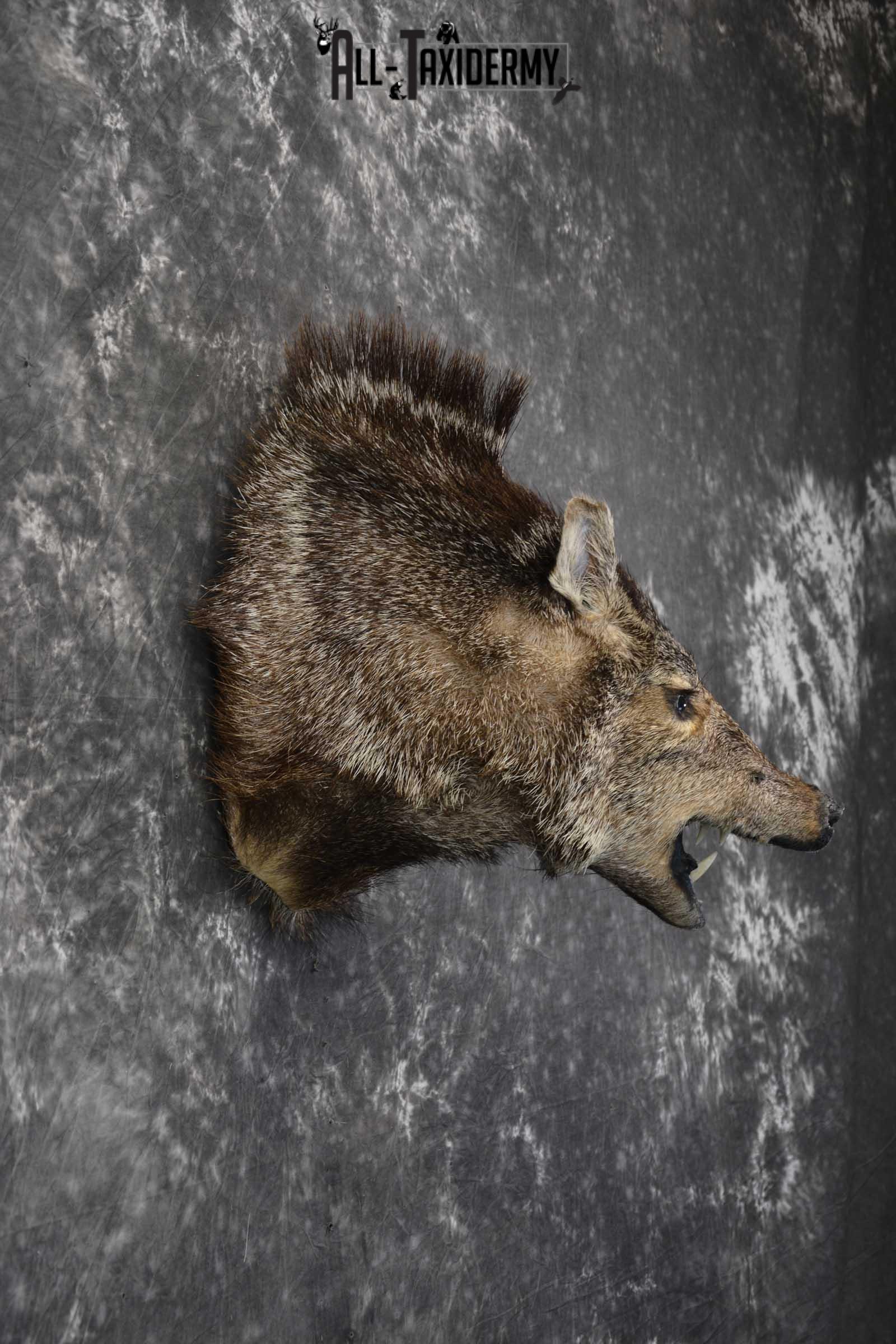 Javelina taxidermy shoulder mount SKU 1862 - Image 4