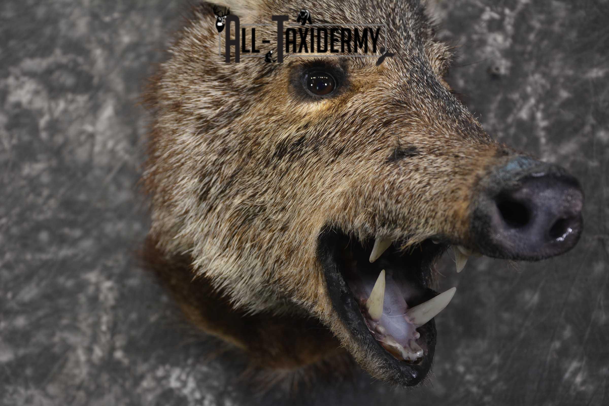 Javelina taxidermy shoulder mount SKU 1862 - Image 3