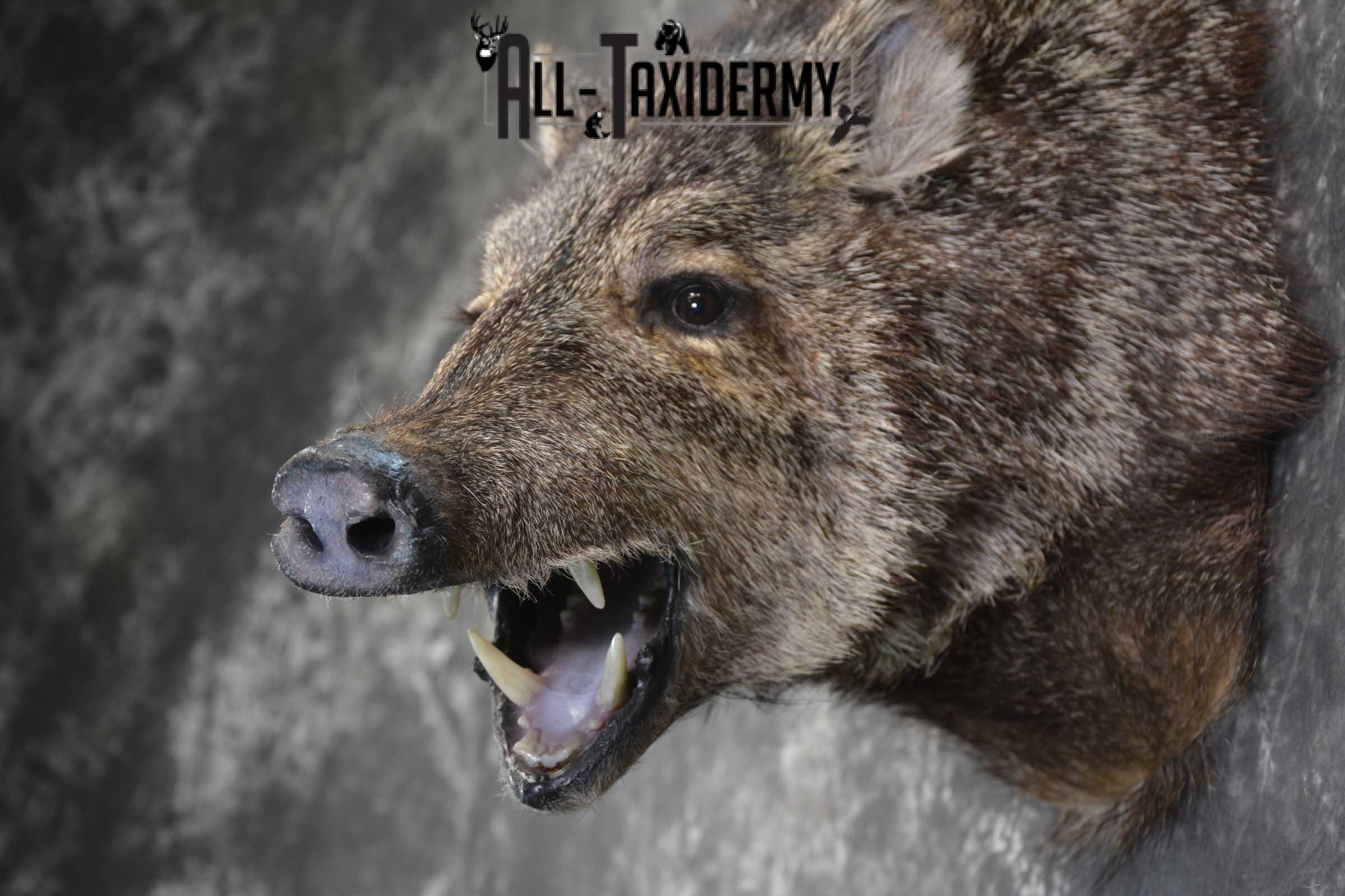 Javelina taxidermy shoulder mount SKU 1862 - Image 2