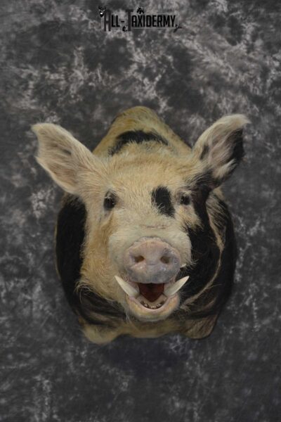 Spotted Wild Hog taxidermy shoulder mount for sale SKU 1864
