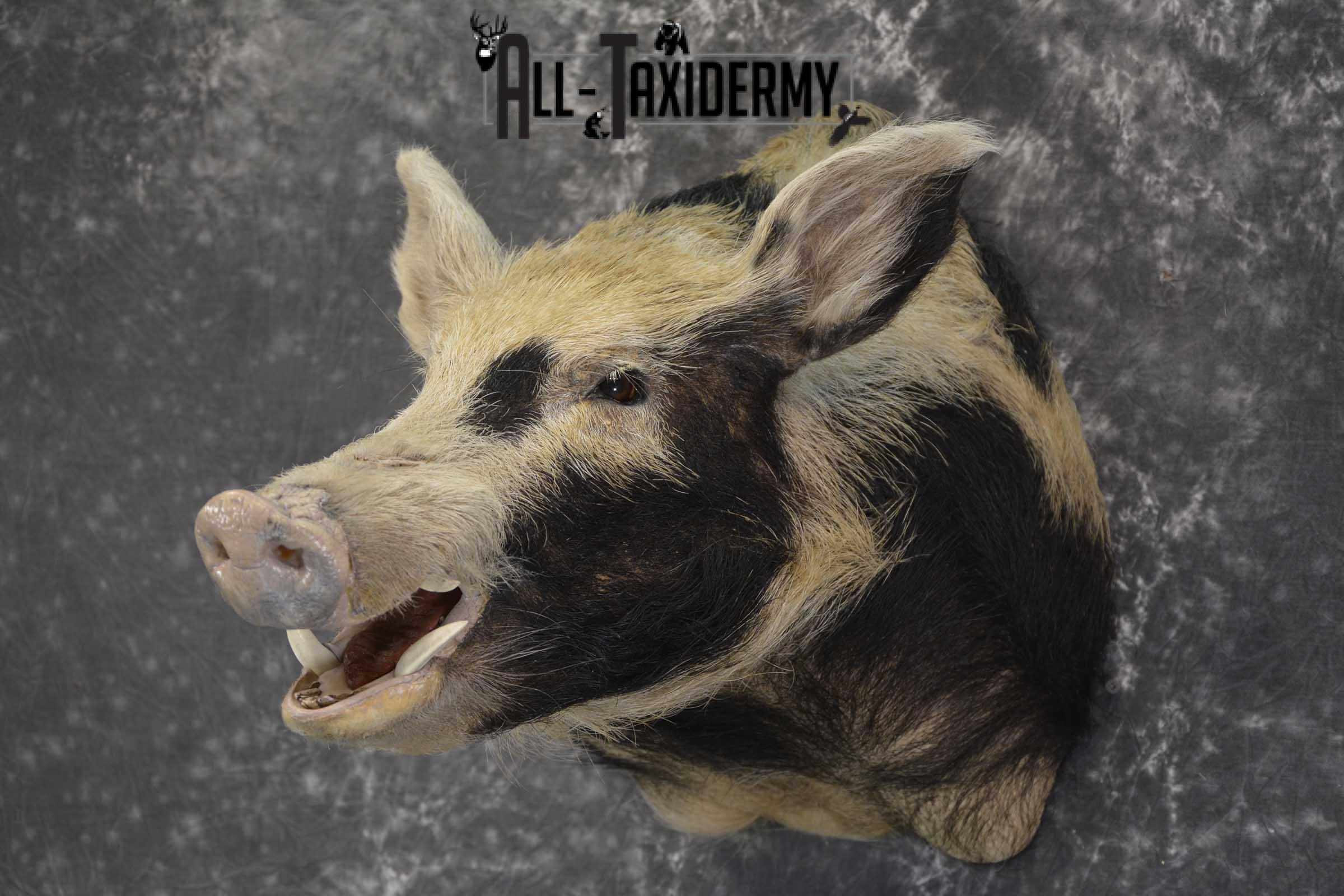 Spotted Wild Hog taxidermy shoulder mount for sale SKU 1864 - Image 7