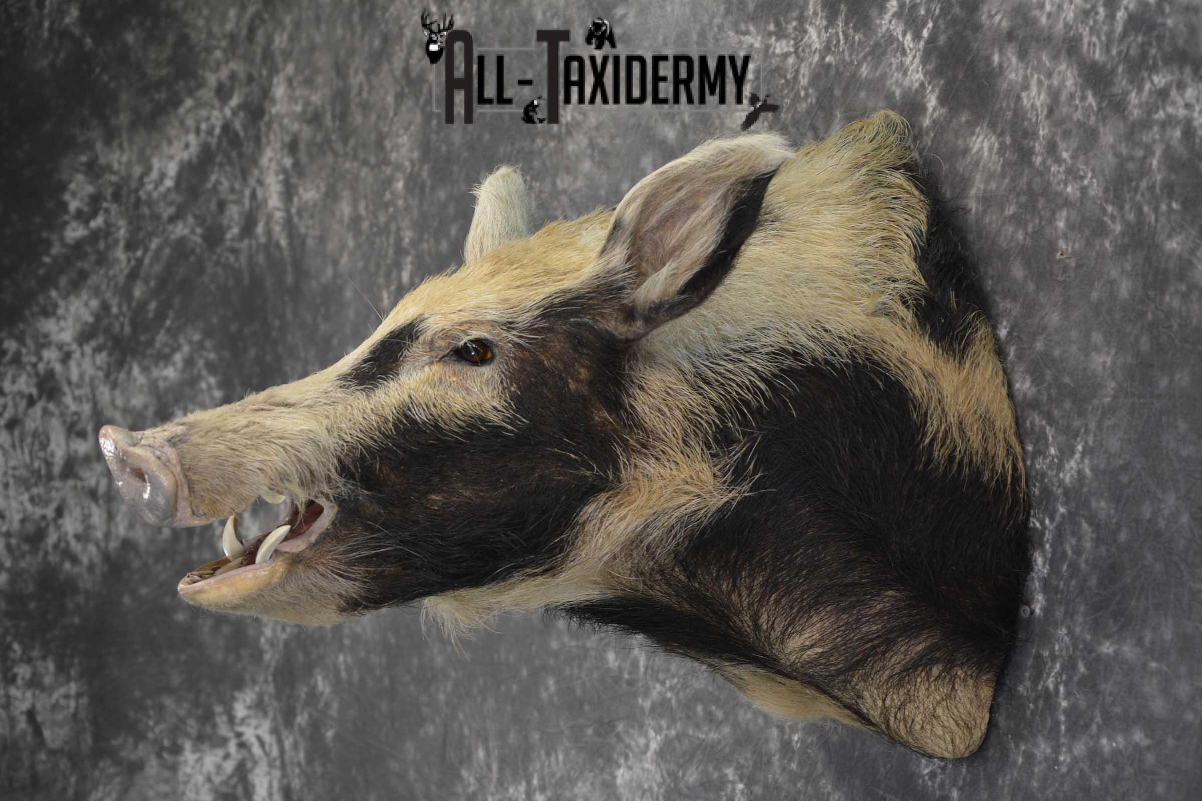 Spotted Wild Hog taxidermy shoulder mount for sale SKU 1864 - Image 6