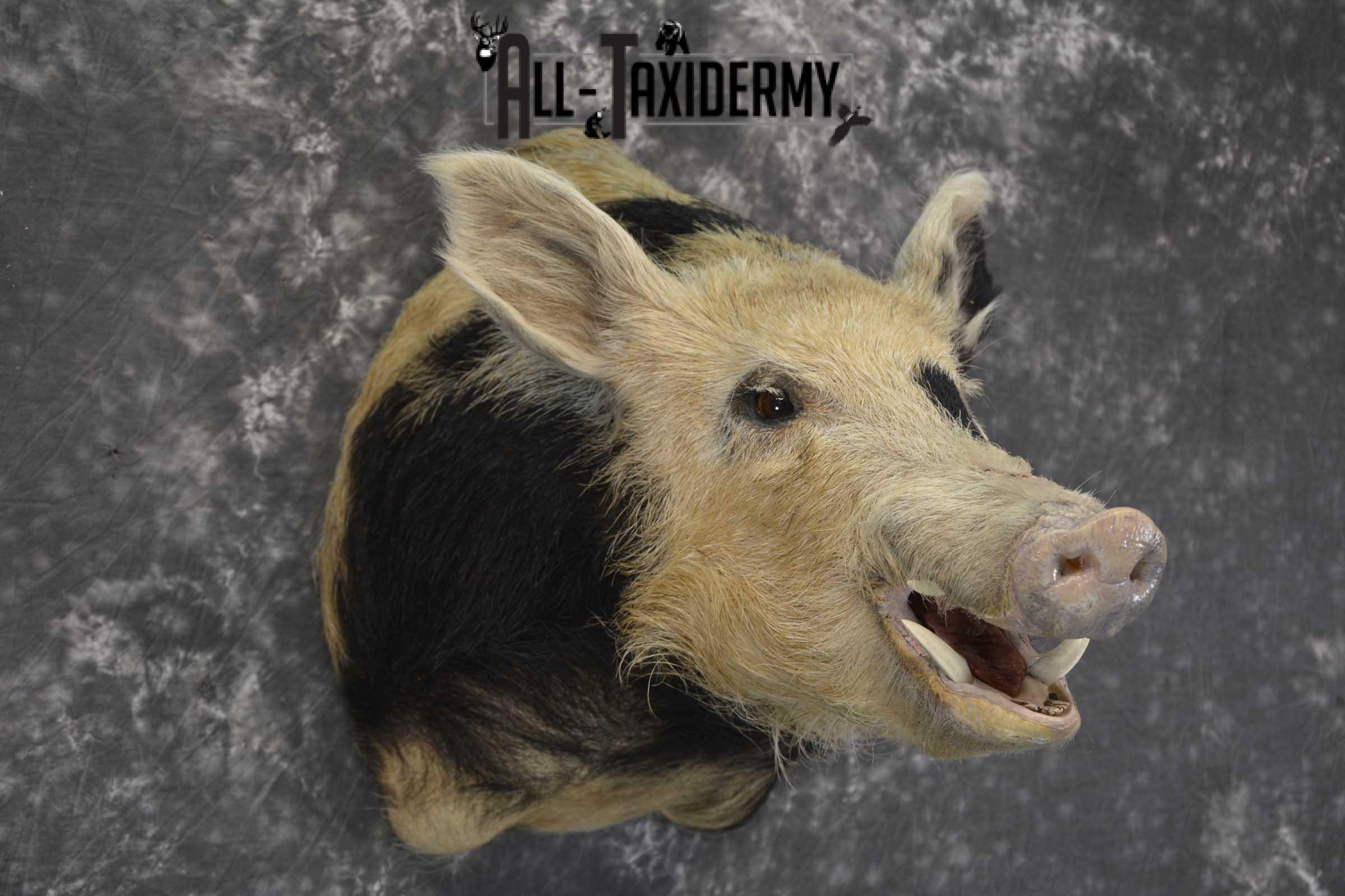 Spotted Wild Hog taxidermy shoulder mount for sale SKU 1864 - Image 5