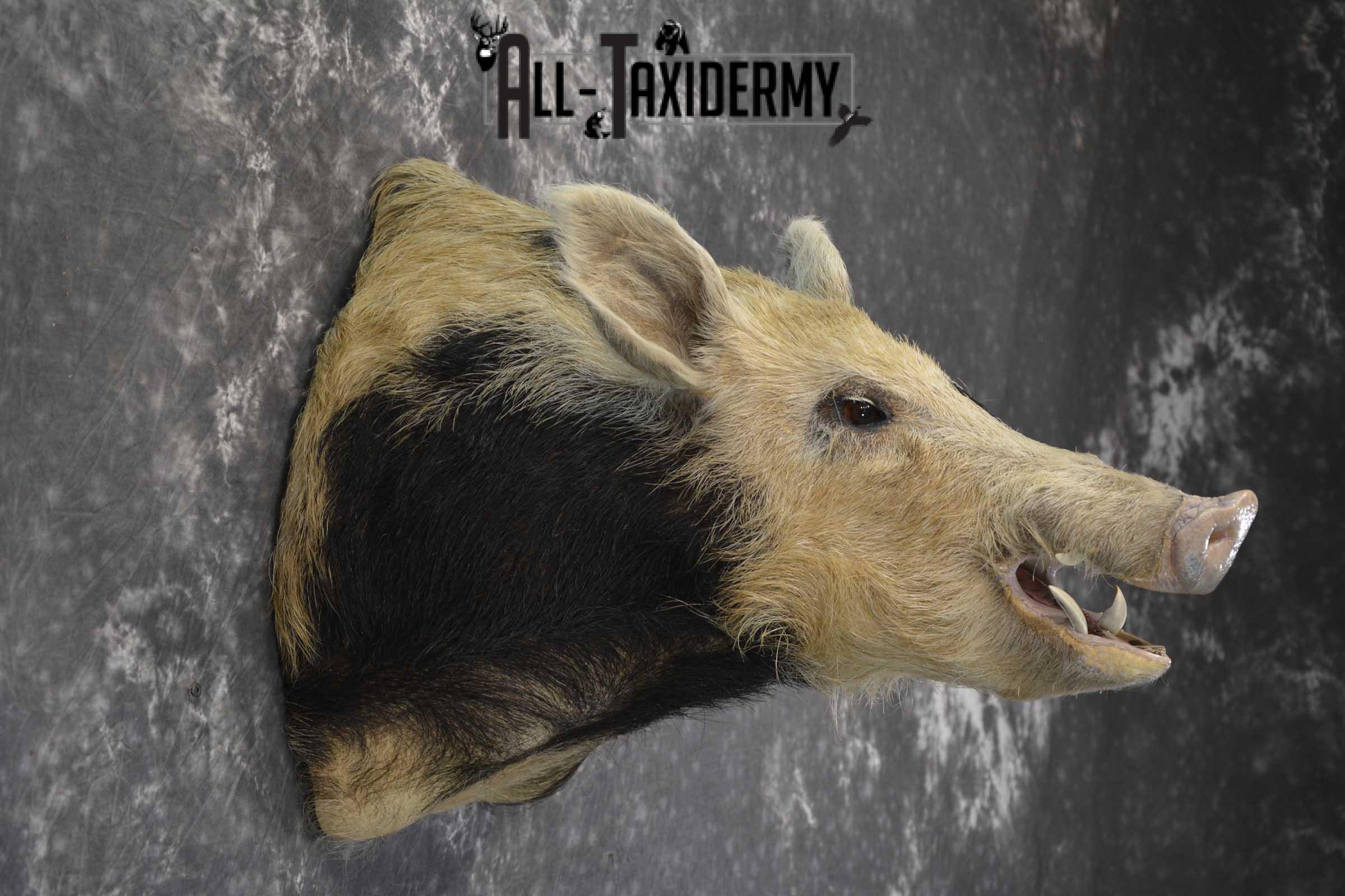 Spotted Wild Hog taxidermy shoulder mount for sale SKU 1864 - Image 4