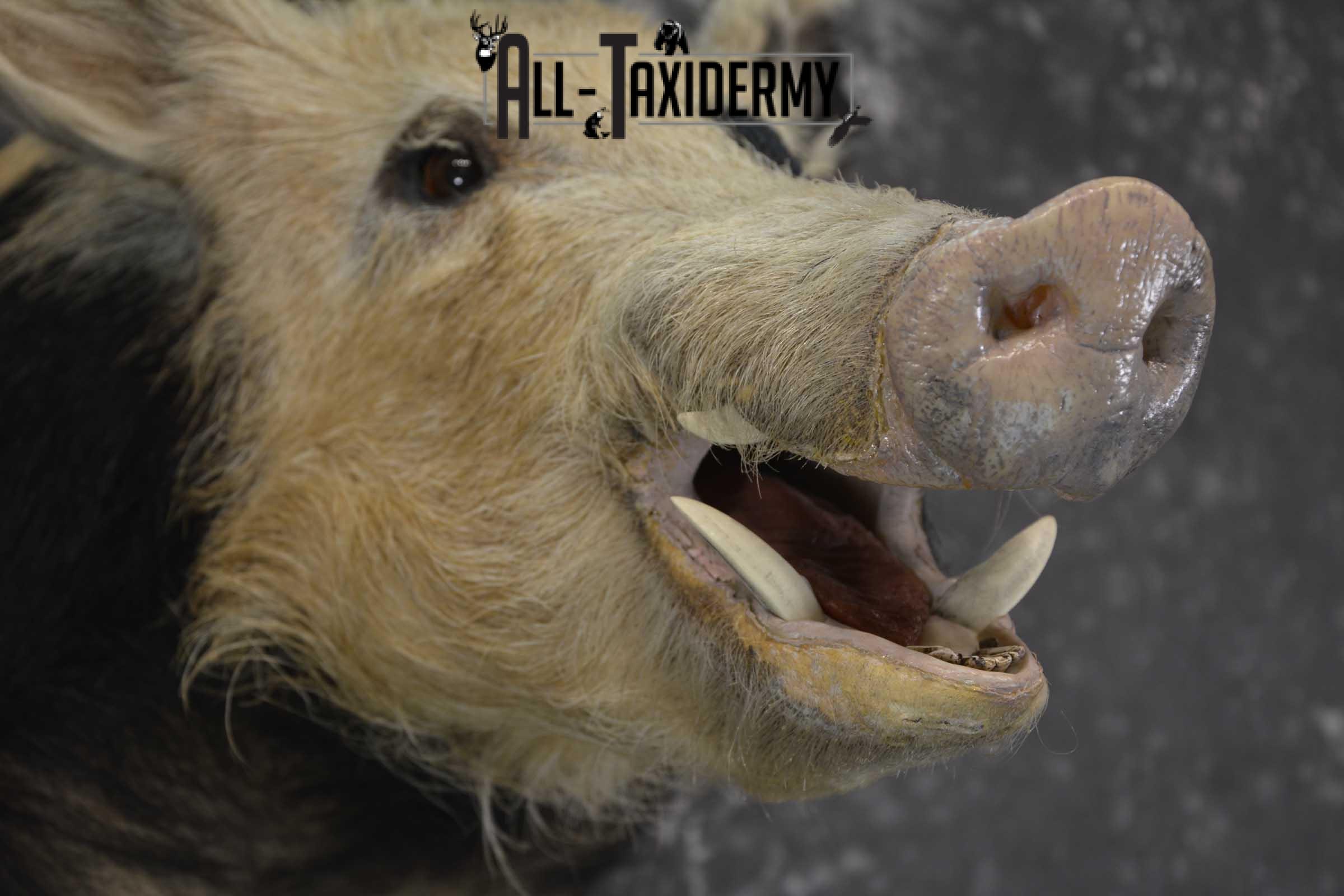 Spotted Wild Hog taxidermy shoulder mount for sale SKU 1864 - Image 3