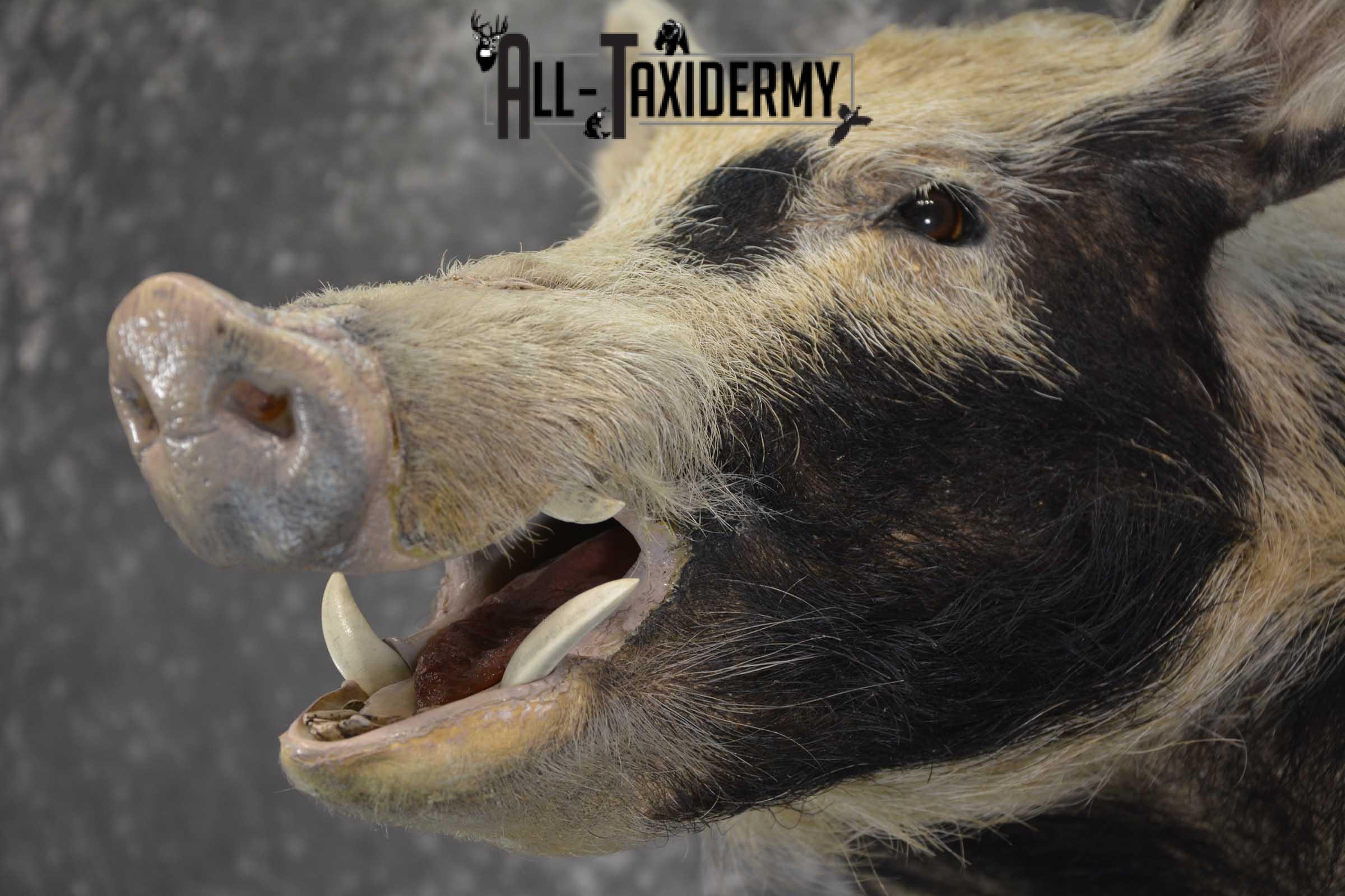 Spotted Wild Hog taxidermy shoulder mount for sale SKU 1864 - Image 2