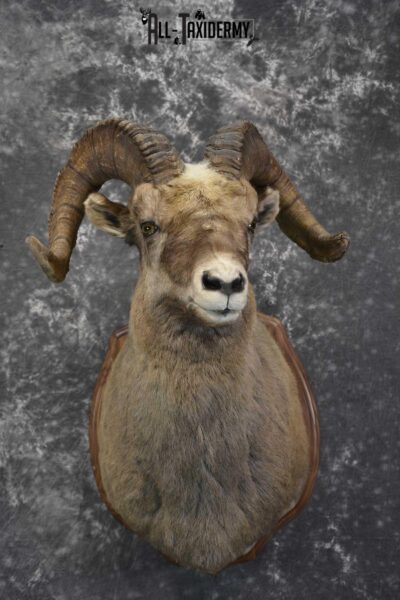 Big Horn taxidermy shoulder mount for sale SKU 1834