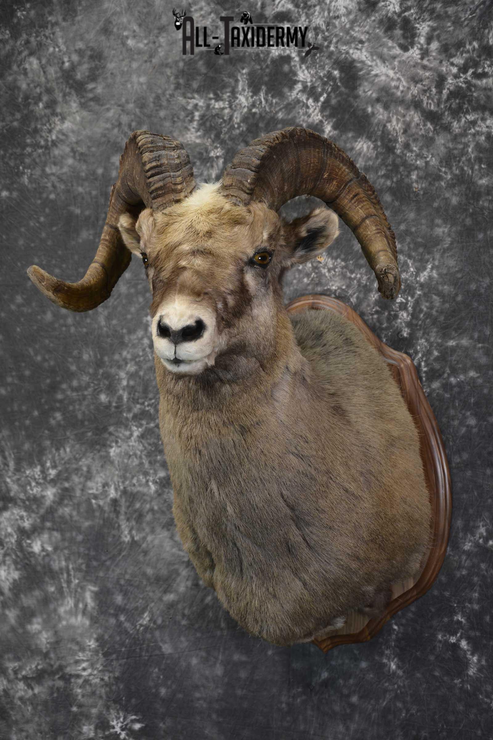 Big Horn taxidermy shoulder mount for sale SKU 1834 - Image 5