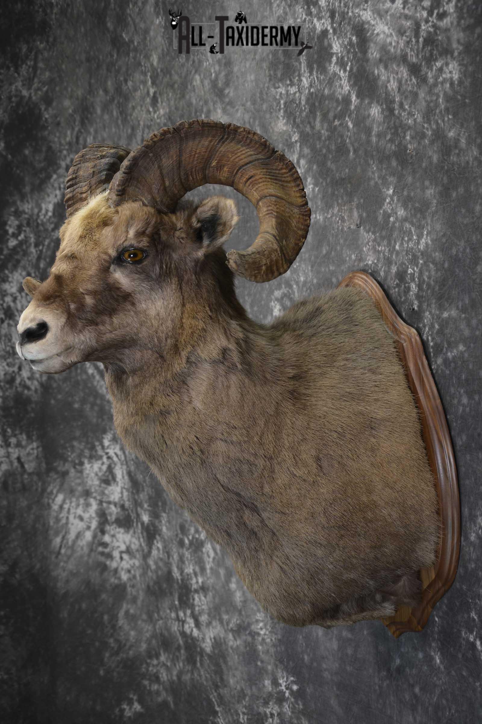 Big Horn taxidermy shoulder mount for sale SKU 1834 - Image 4