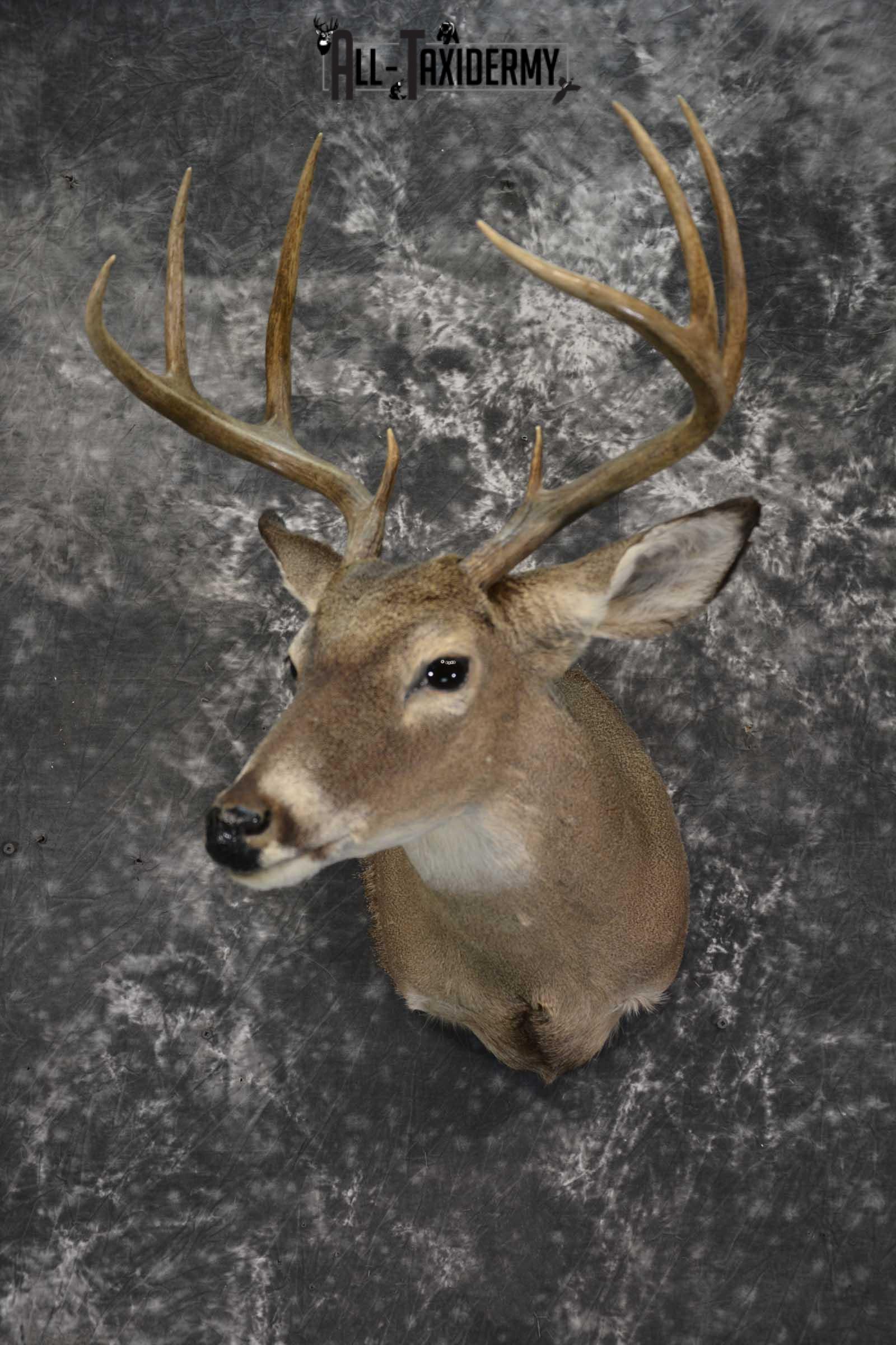 Texas 8 Point Whitetail taxidermy shoulder mount for sale SKU 1838