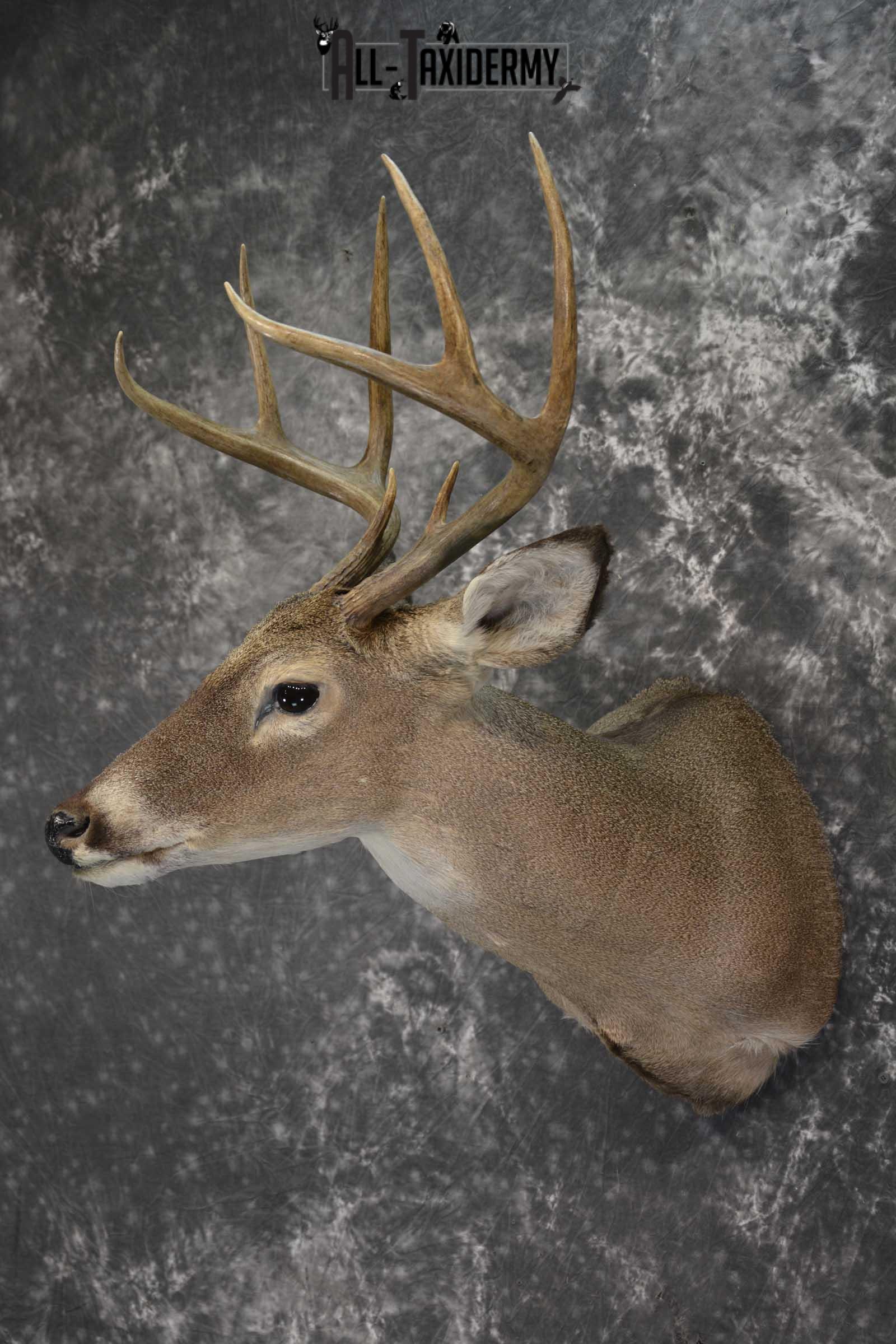 Texas 8 Point Whitetail taxidermy shoulder mount for sale SKU 1838 - Image 8