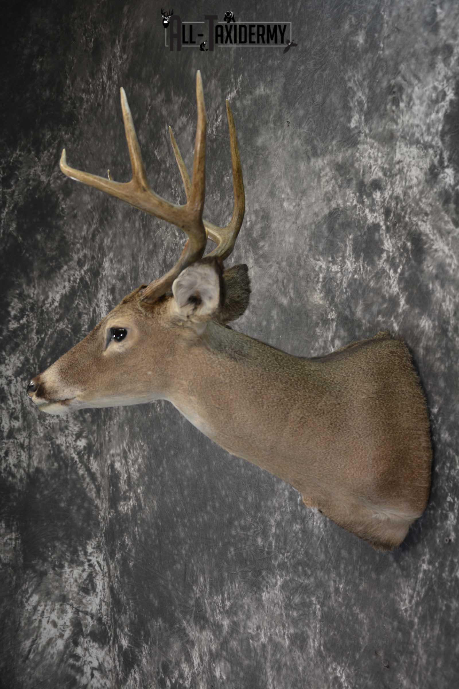 Texas 8 Point Whitetail taxidermy shoulder mount for sale SKU 1838 - Image 7