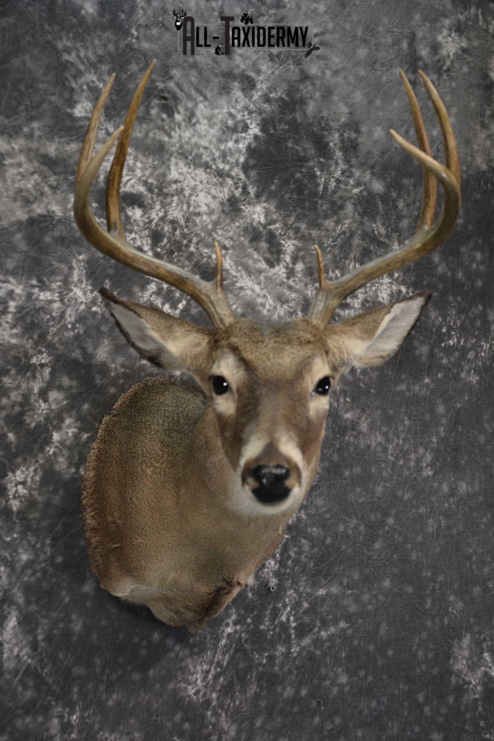 Texas 8 Point Whitetail taxidermy shoulder mount for sale SKU 1838 - Image 6