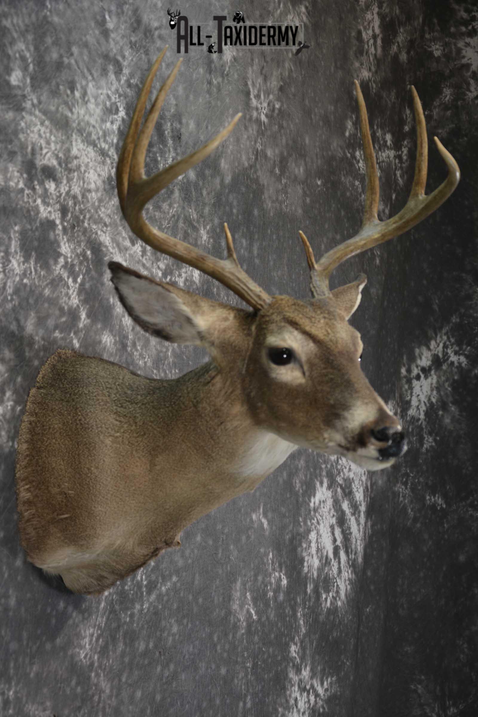 Texas 8 Point Whitetail taxidermy shoulder mount for sale SKU 1838 - Image 5