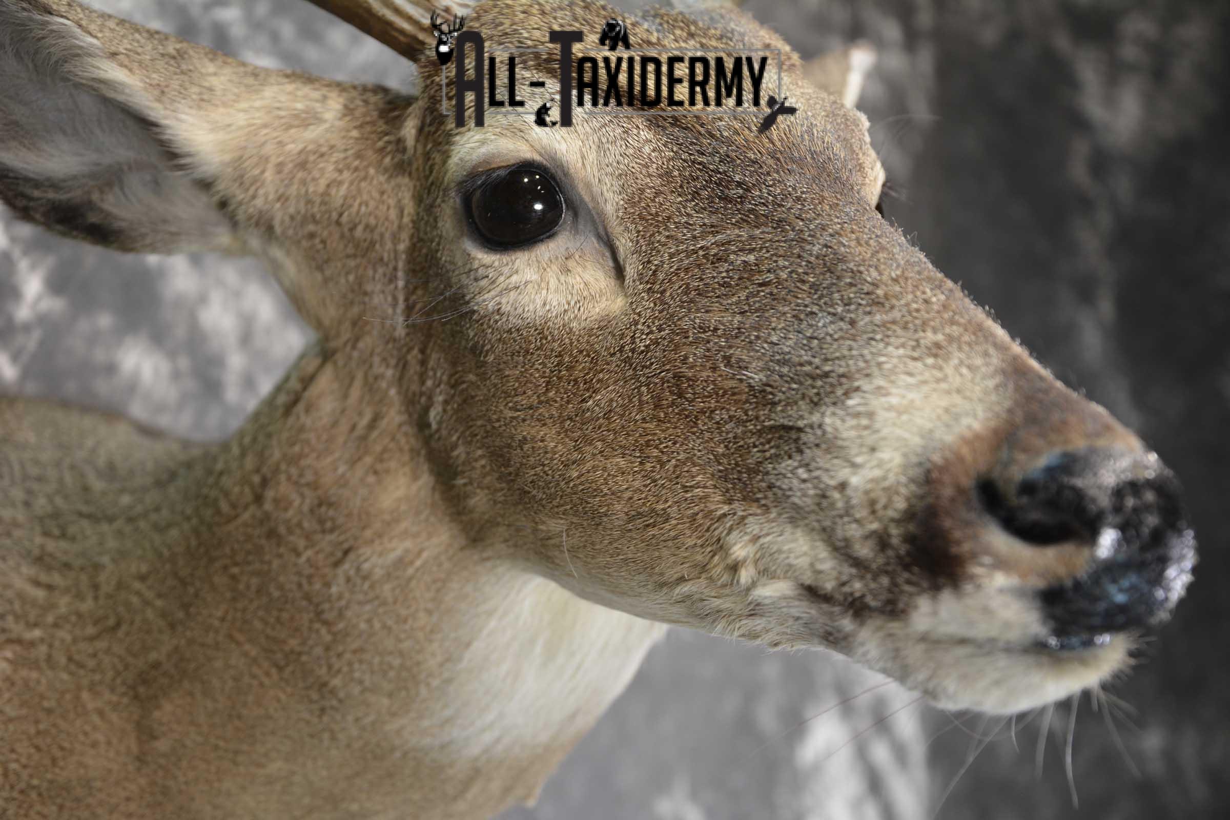 Texas 8 Point Whitetail taxidermy shoulder mount for sale SKU 1838 - Image 4