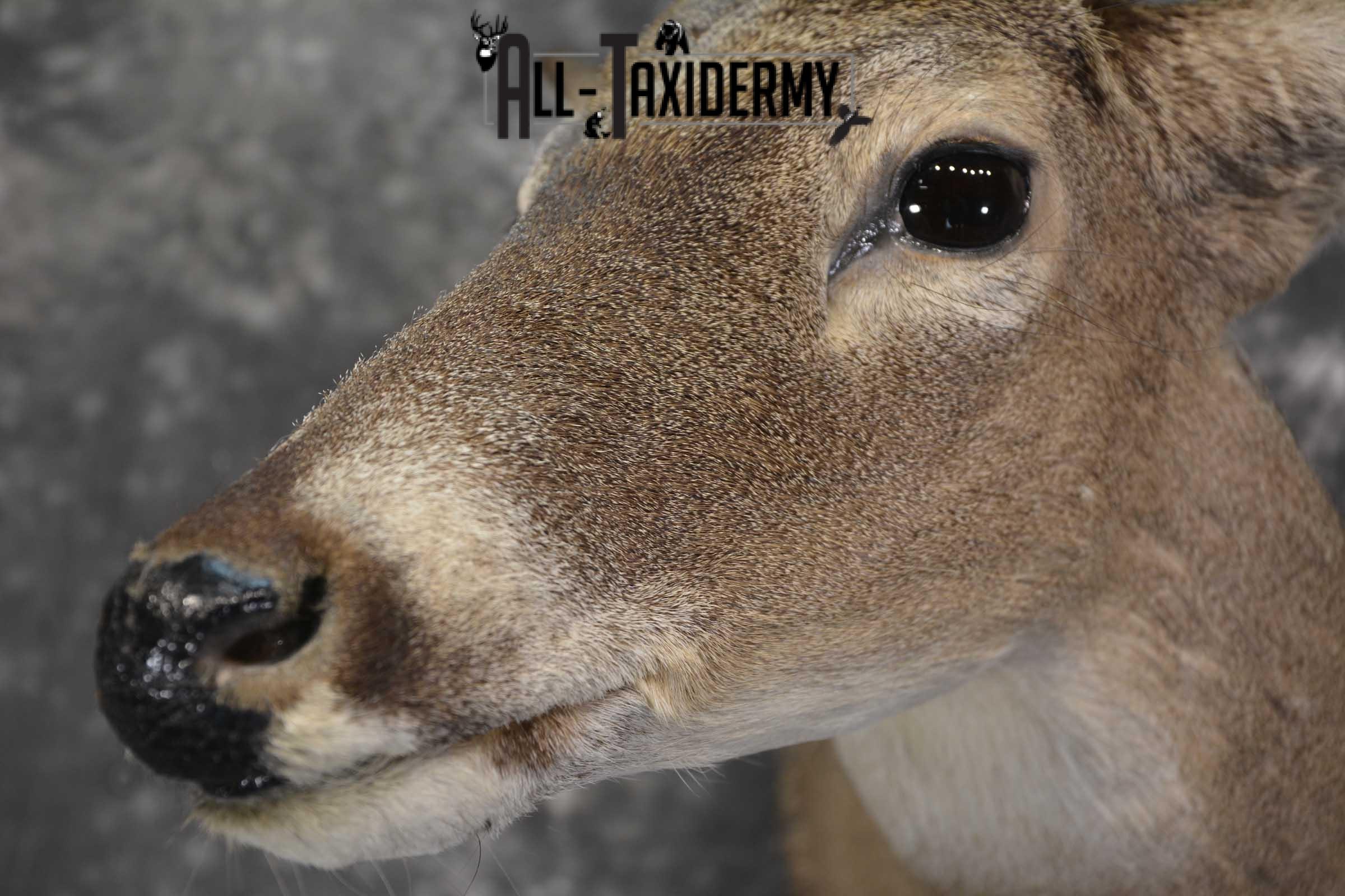 Texas 8 Point Whitetail taxidermy shoulder mount for sale SKU 1838 - Image 3