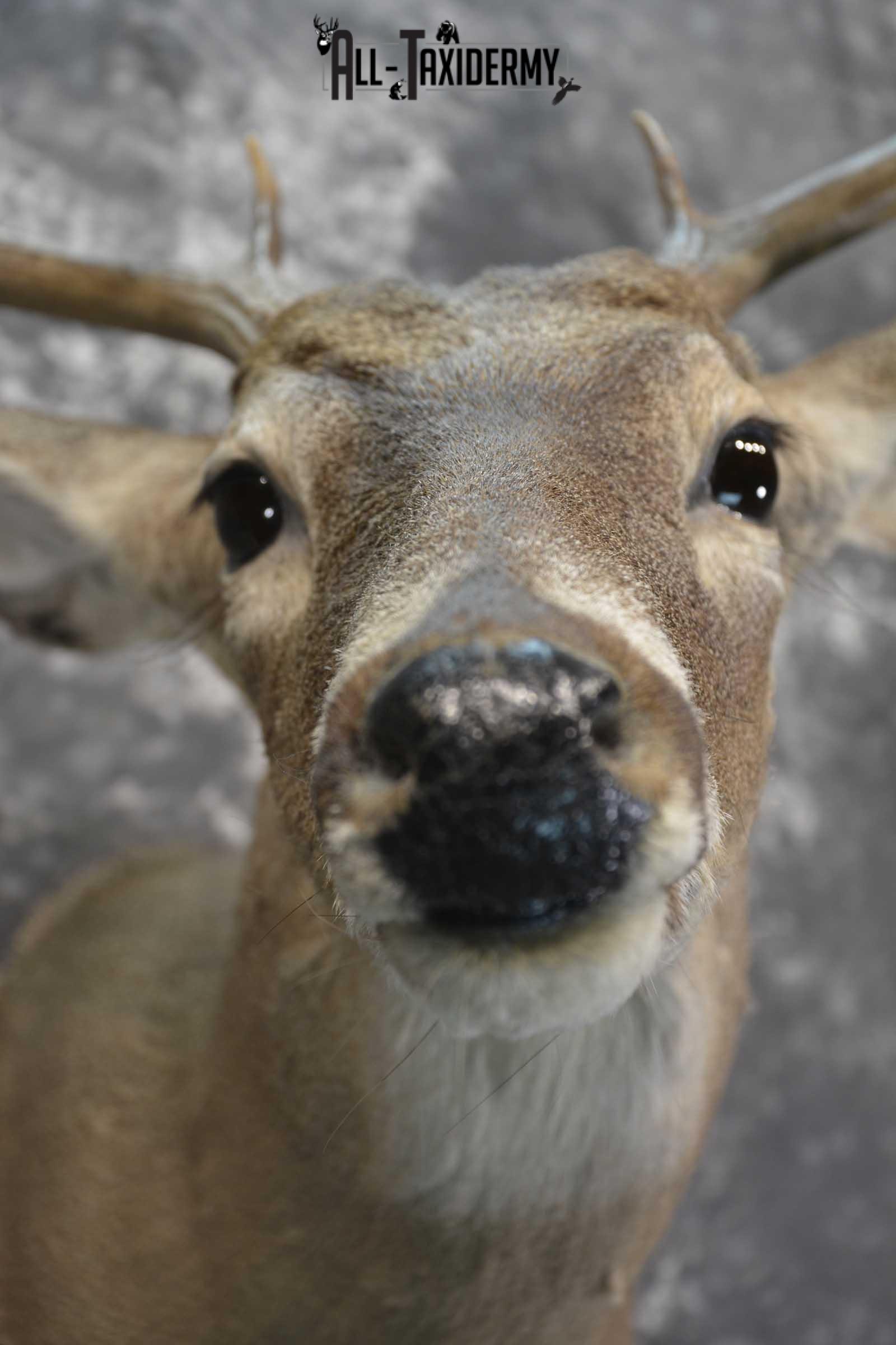 Texas 8 Point Whitetail taxidermy shoulder mount for sale SKU 1838 - Image 2