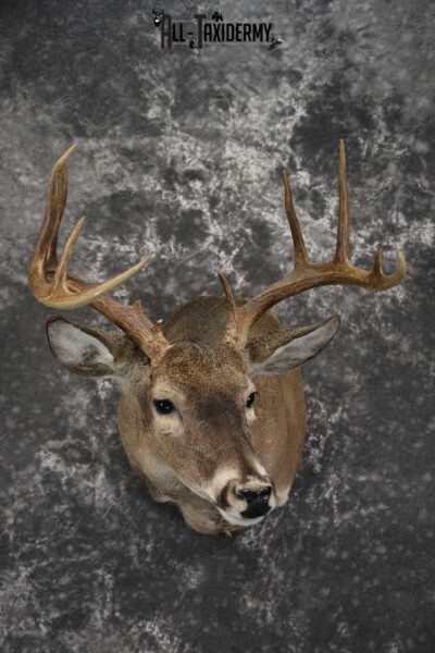 Texas Whitetail shoulder taxidermy mount for sale SKU 1840