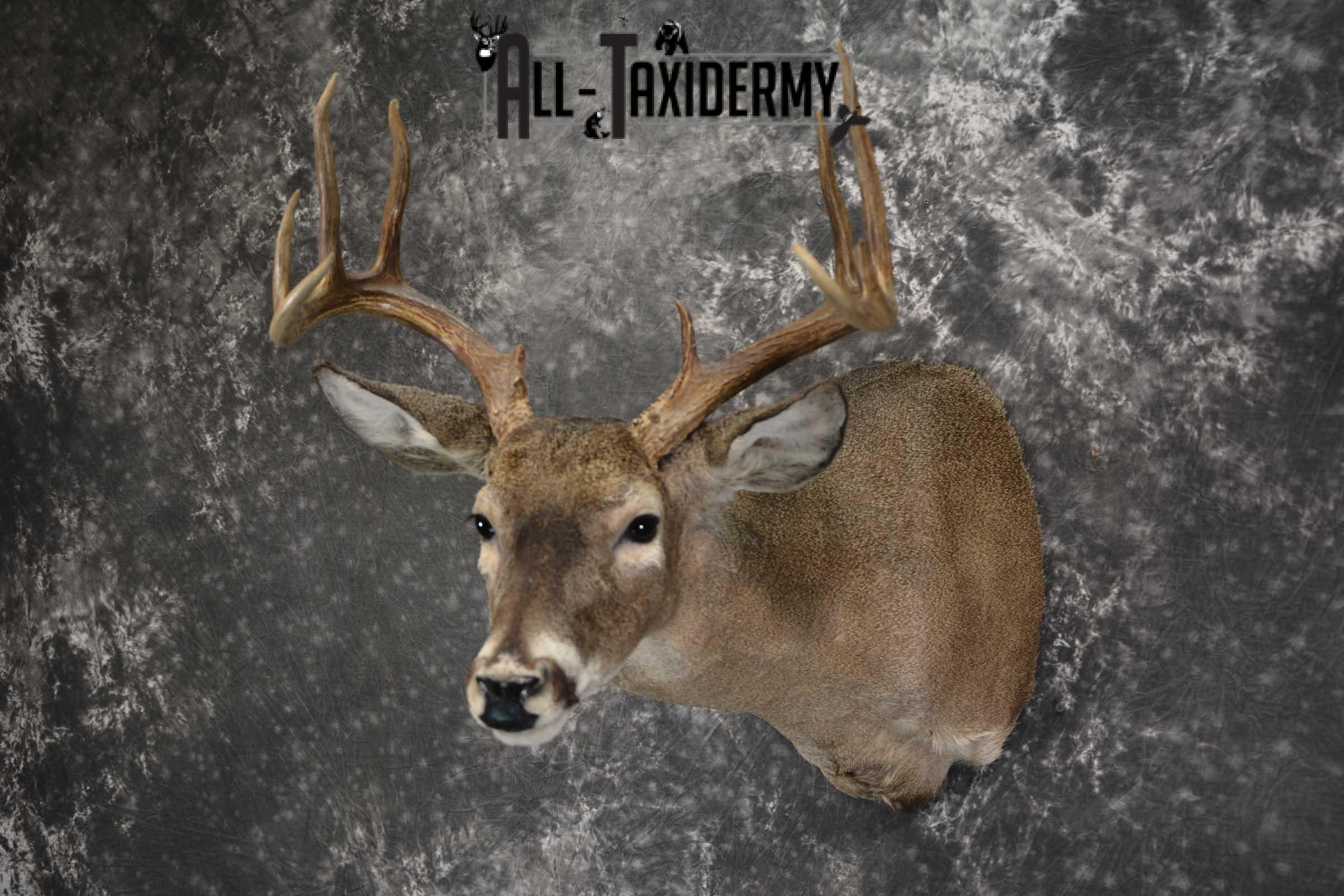 Texas Whitetail shoulder taxidermy mount for sale SKU 1840 - Image 8