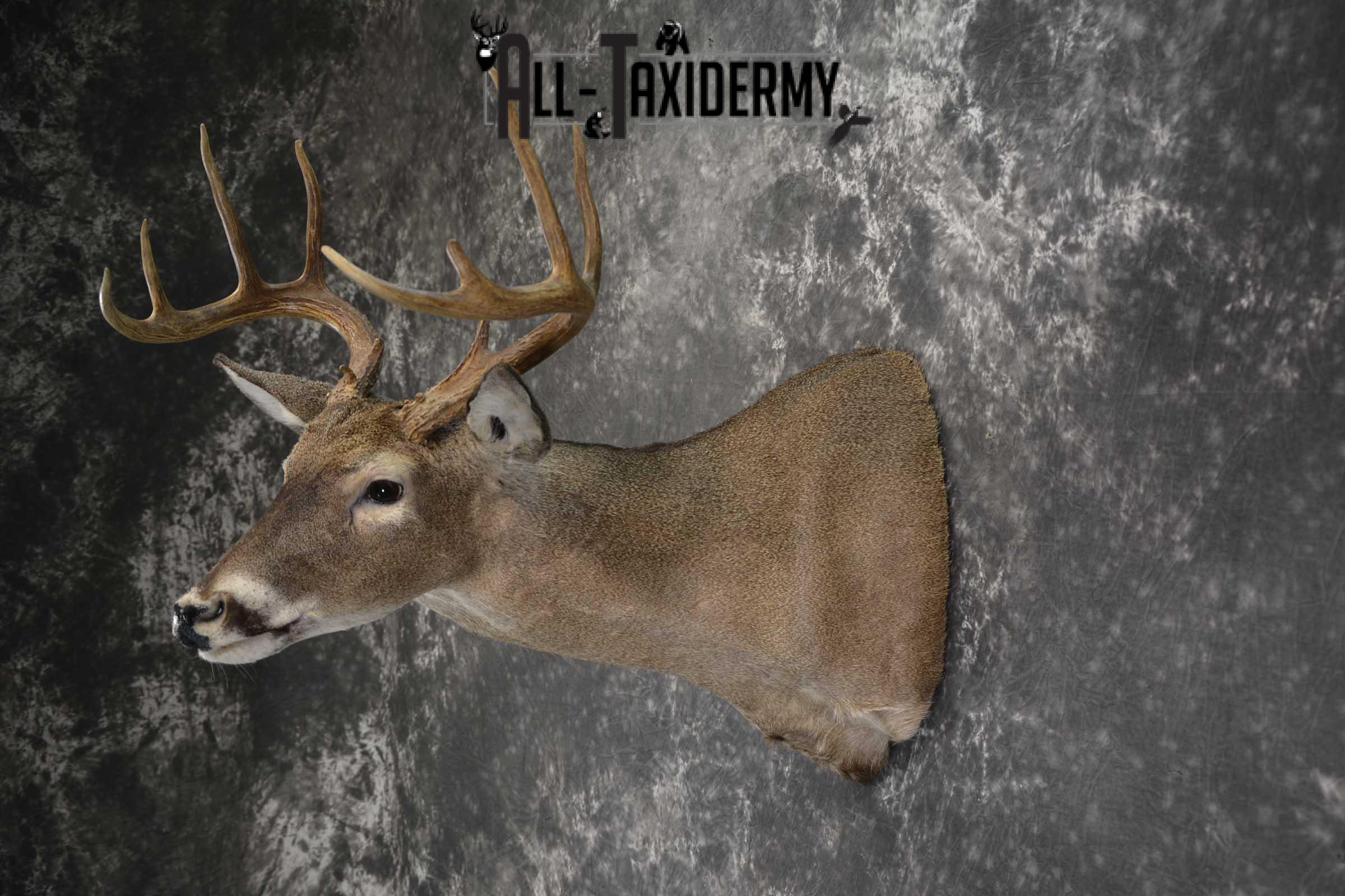 Texas Whitetail shoulder taxidermy mount for sale SKU 1840 - Image 7