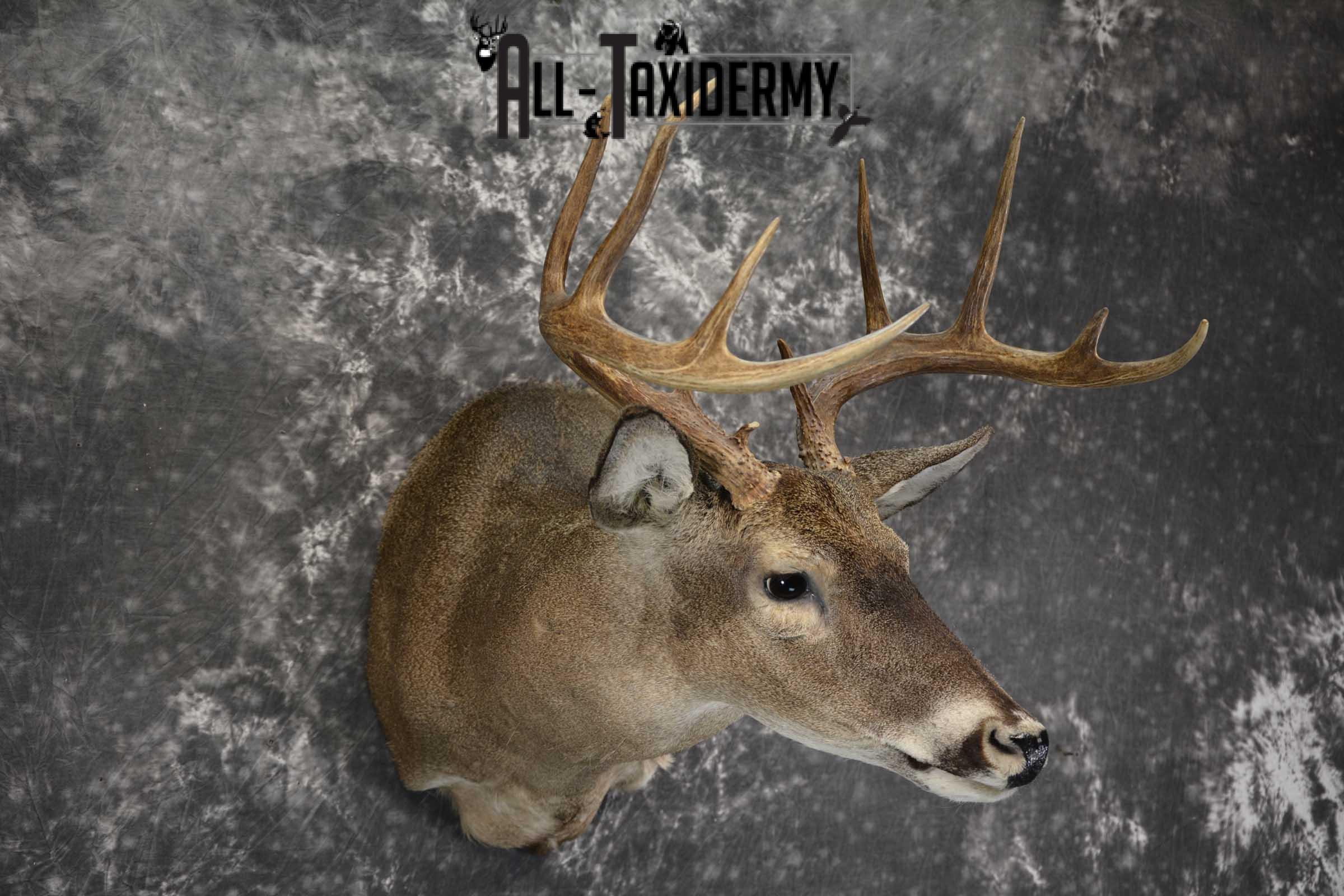 Texas Whitetail shoulder taxidermy mount for sale SKU 1840 - Image 6