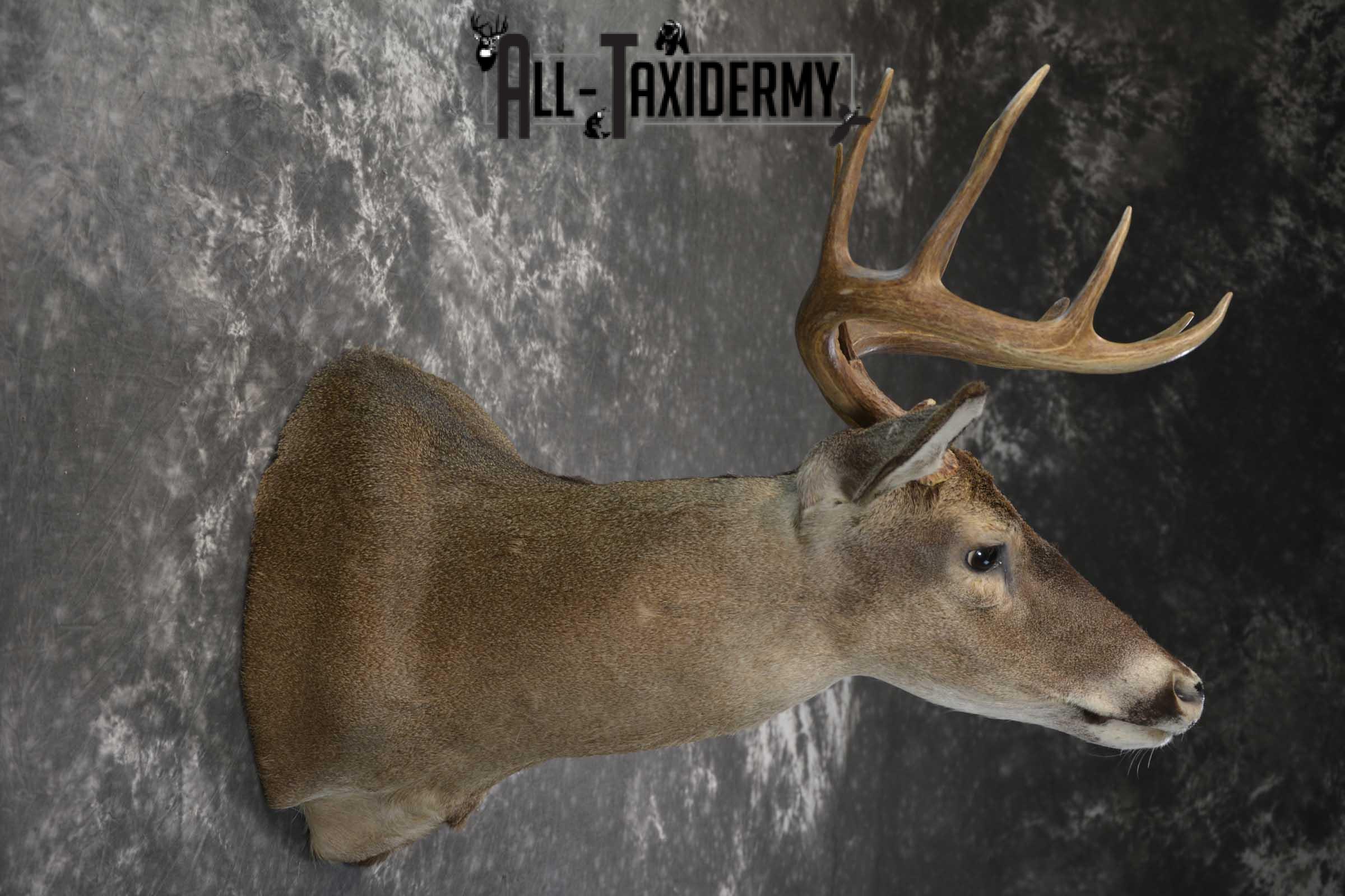 Texas Whitetail shoulder taxidermy mount for sale SKU 1840 - Image 5