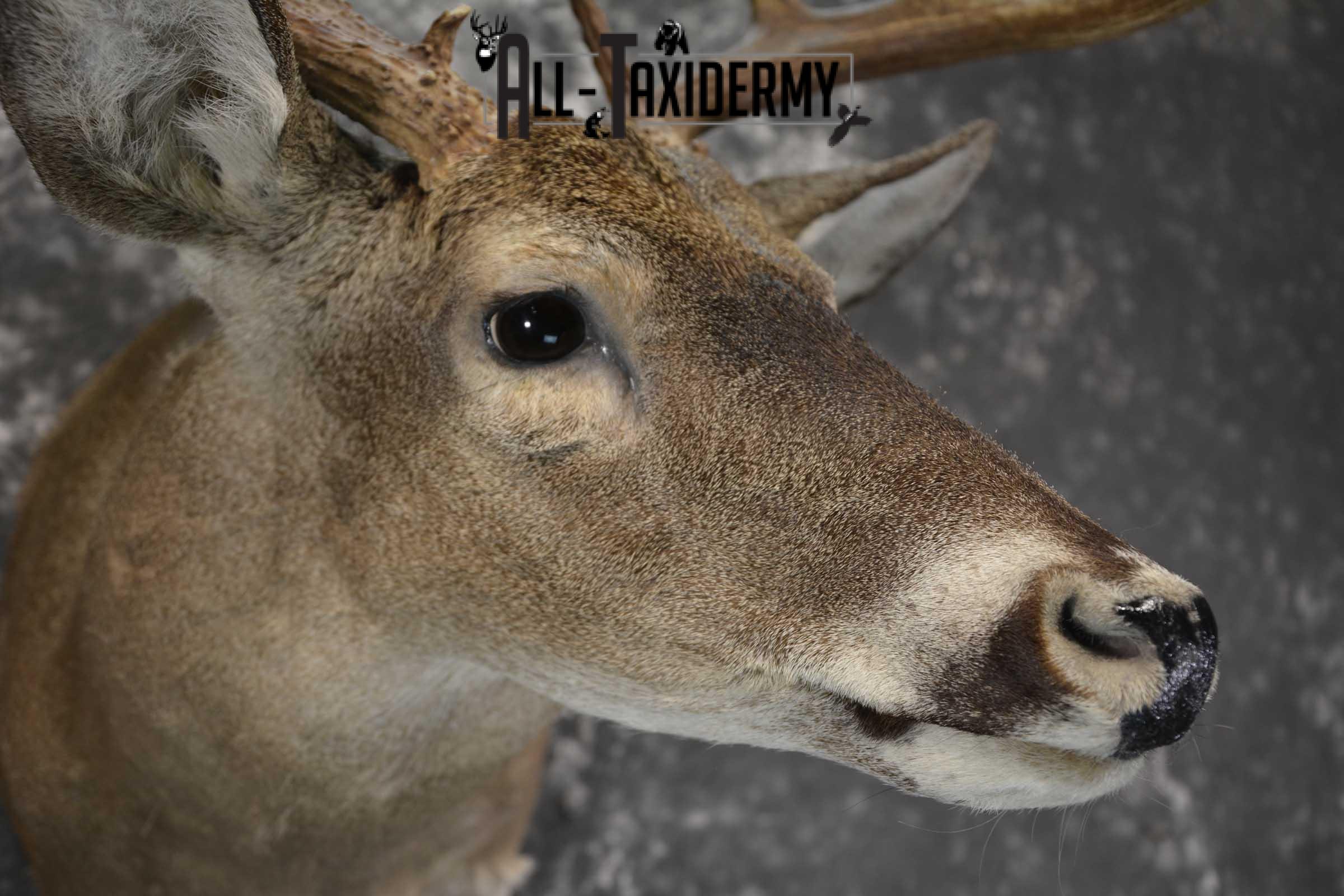 Texas Whitetail shoulder taxidermy mount for sale SKU 1840 - Image 4