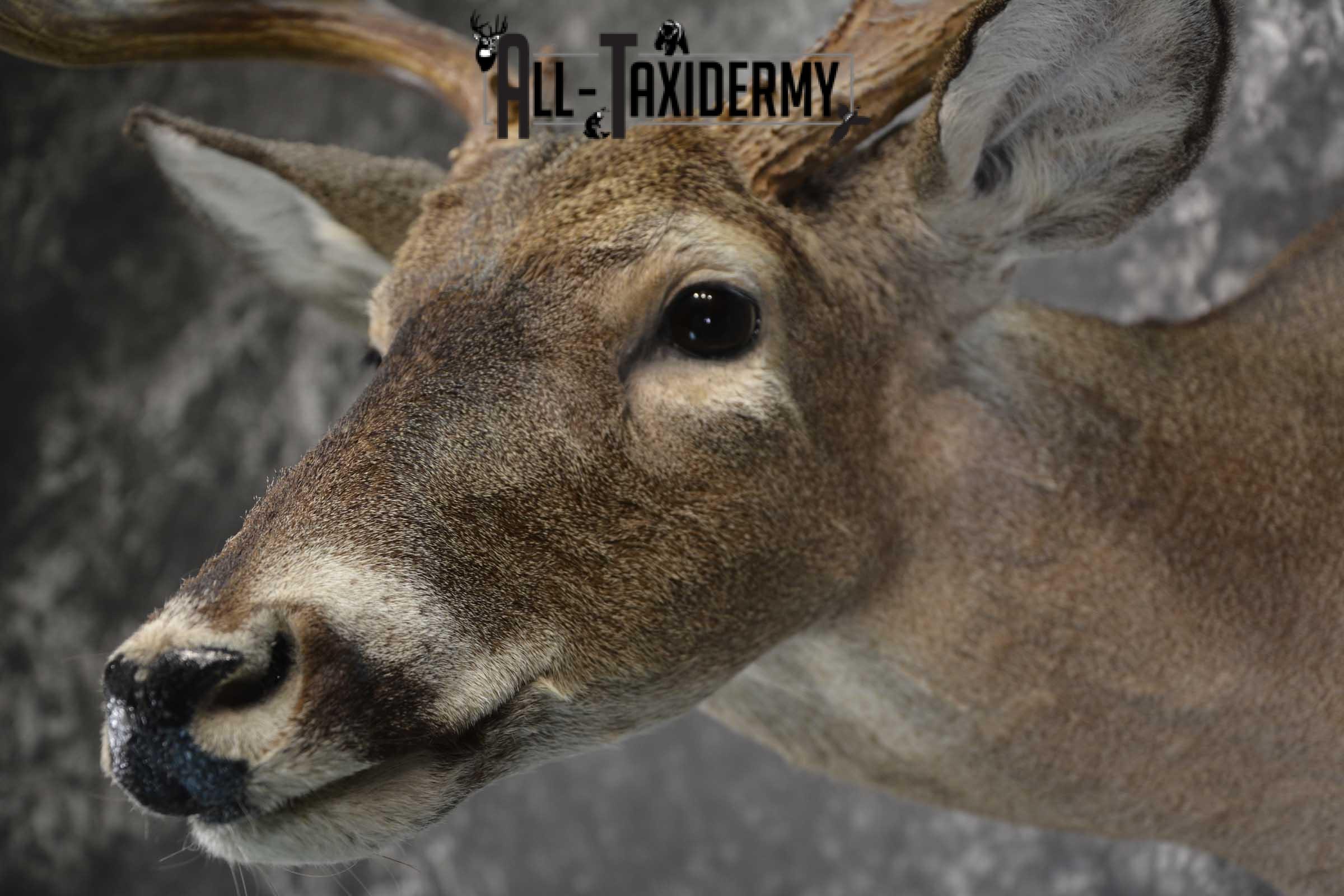 Texas Whitetail shoulder taxidermy mount for sale SKU 1840 - Image 3