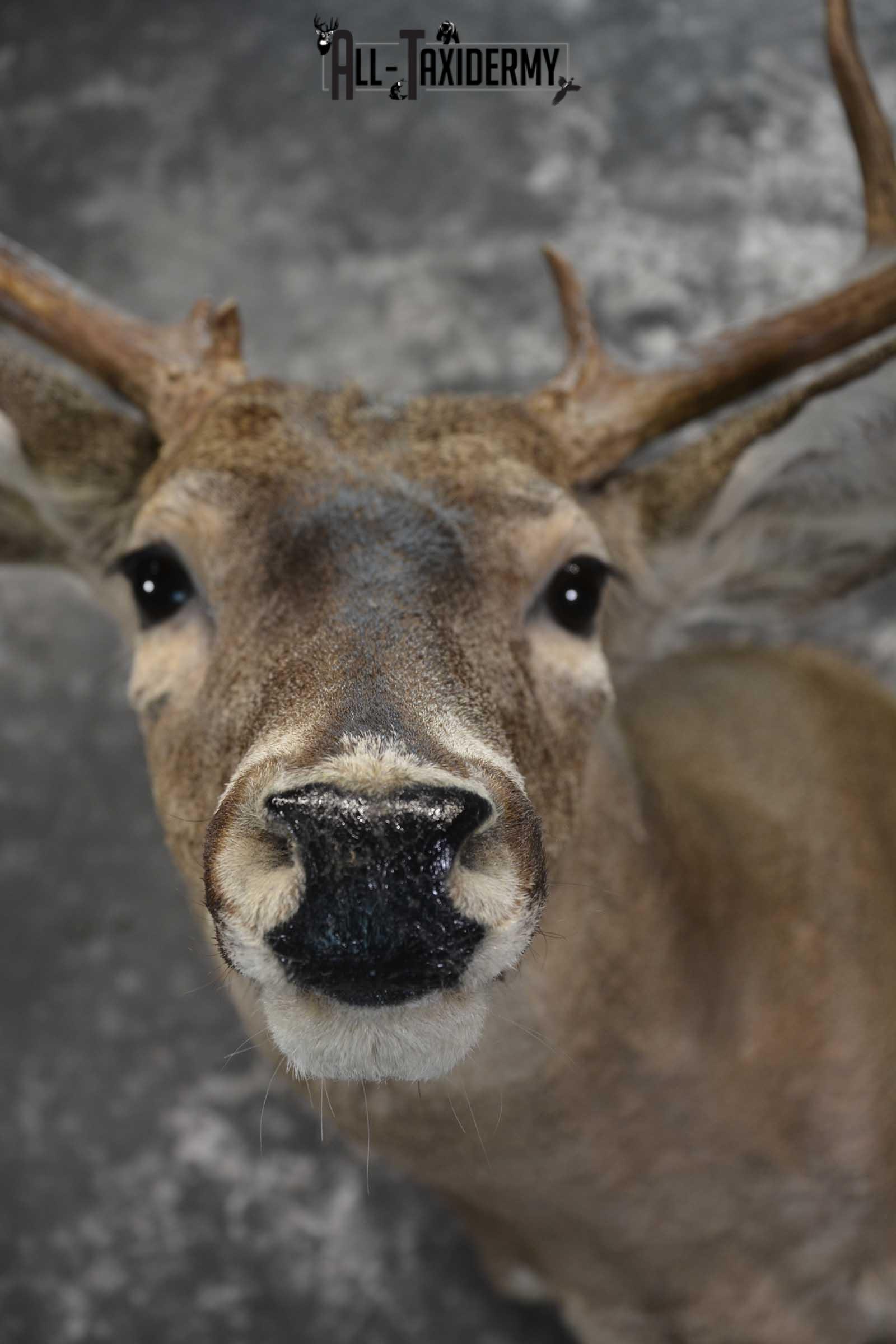 Texas Whitetail shoulder taxidermy mount for sale SKU 1840 - Image 2